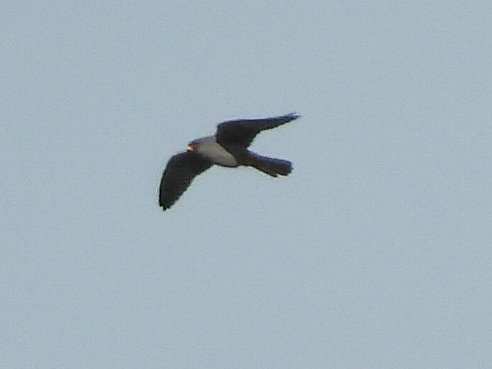 Red-footed Falcon