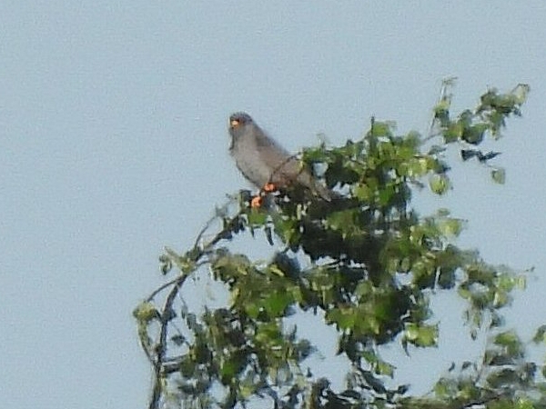 Red-footed Falcon