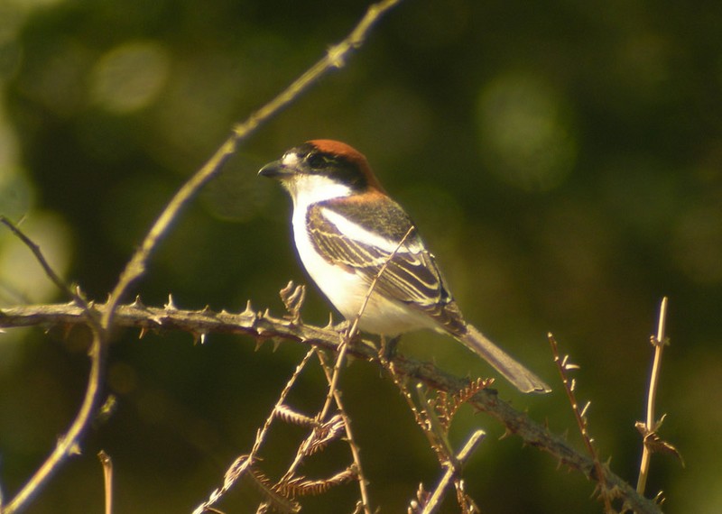 Woodchat Shrike