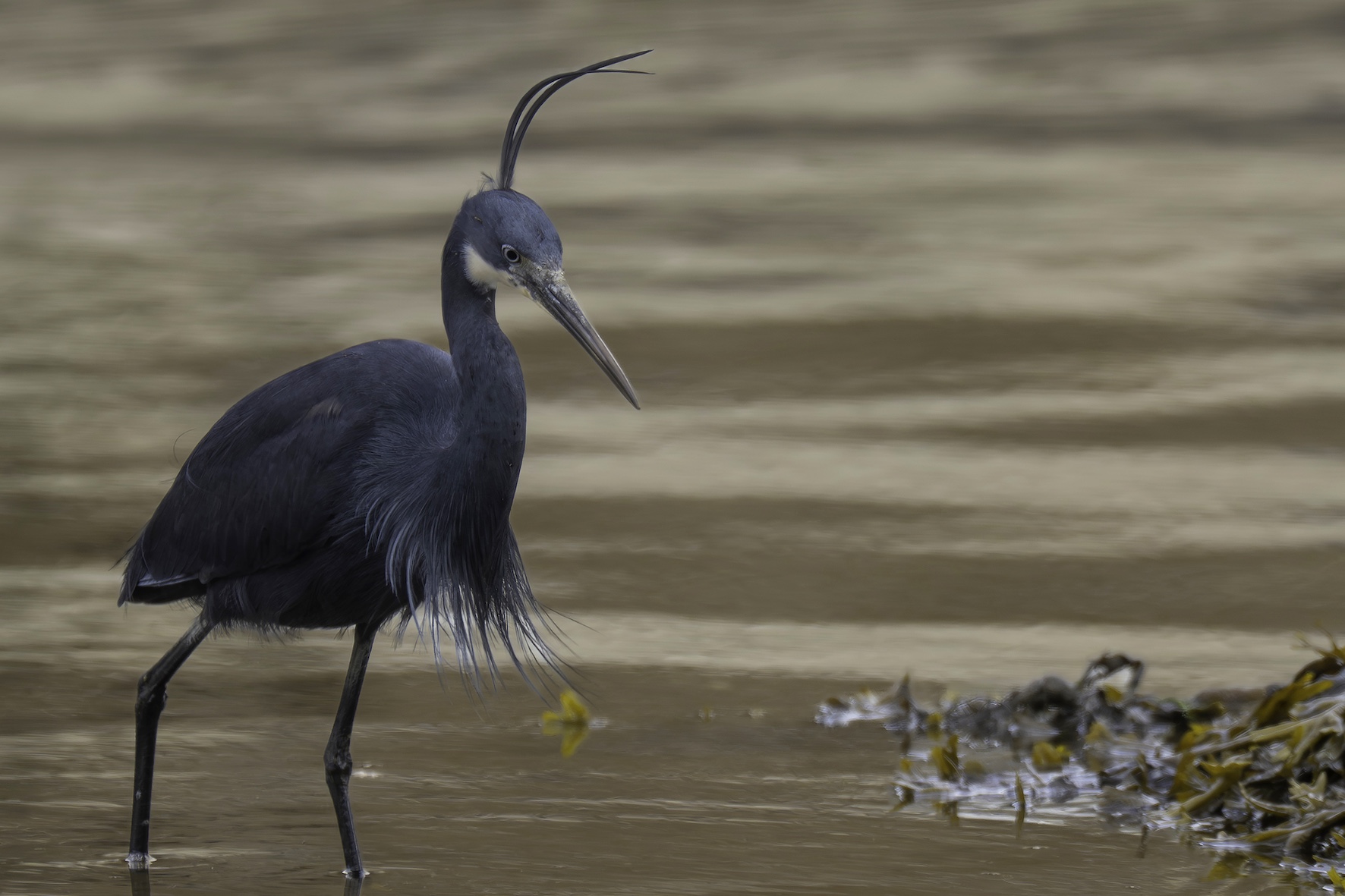 Western Reef Heron
