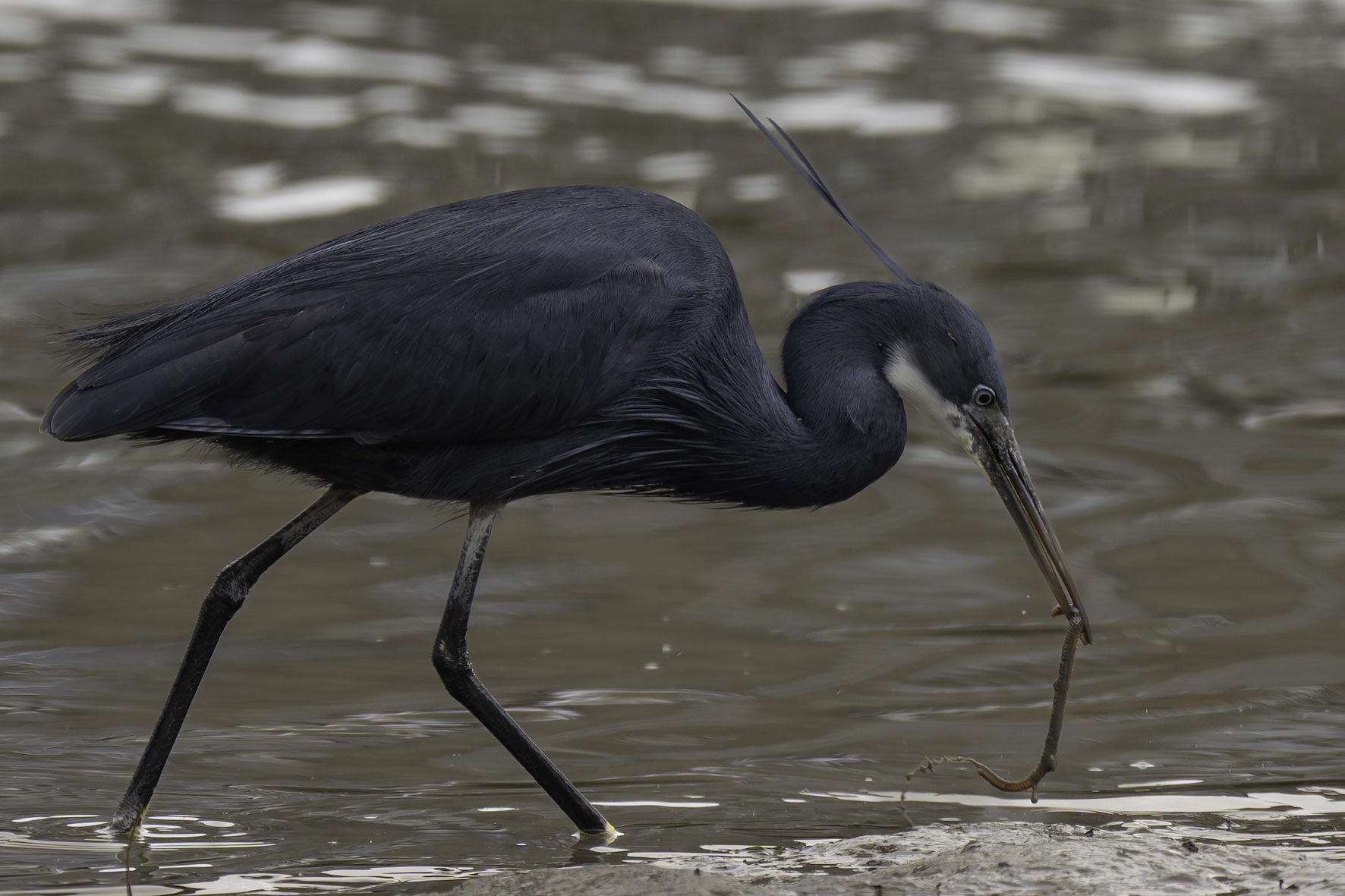 Western Reef Heron