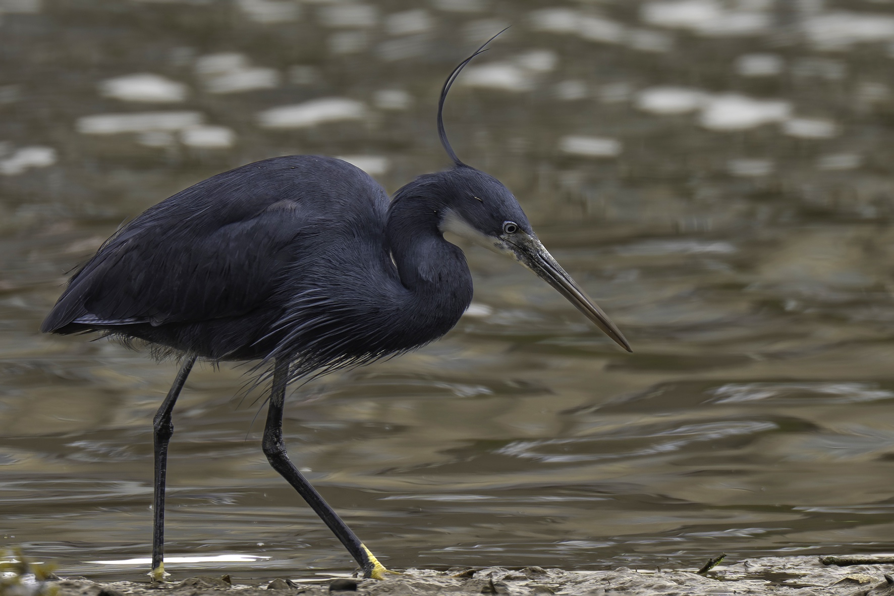 Western Reef Heron