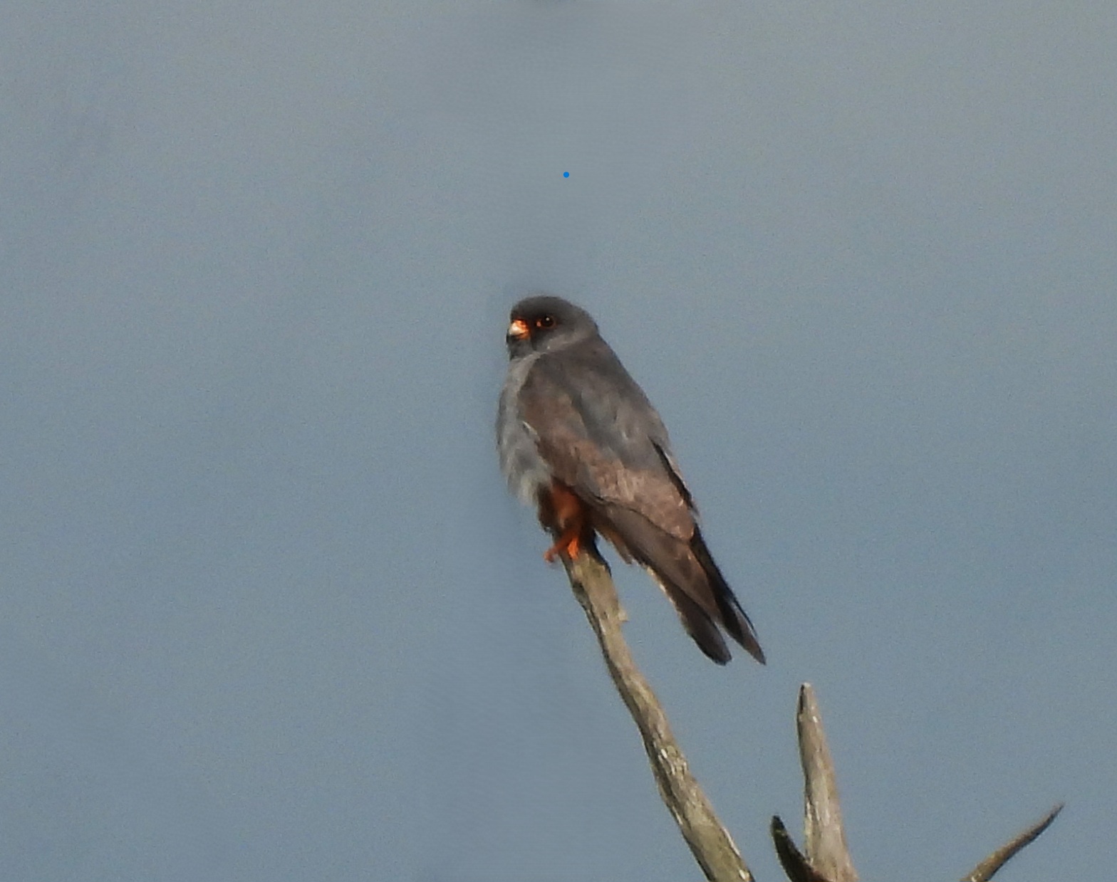 Red-footed Falcon
