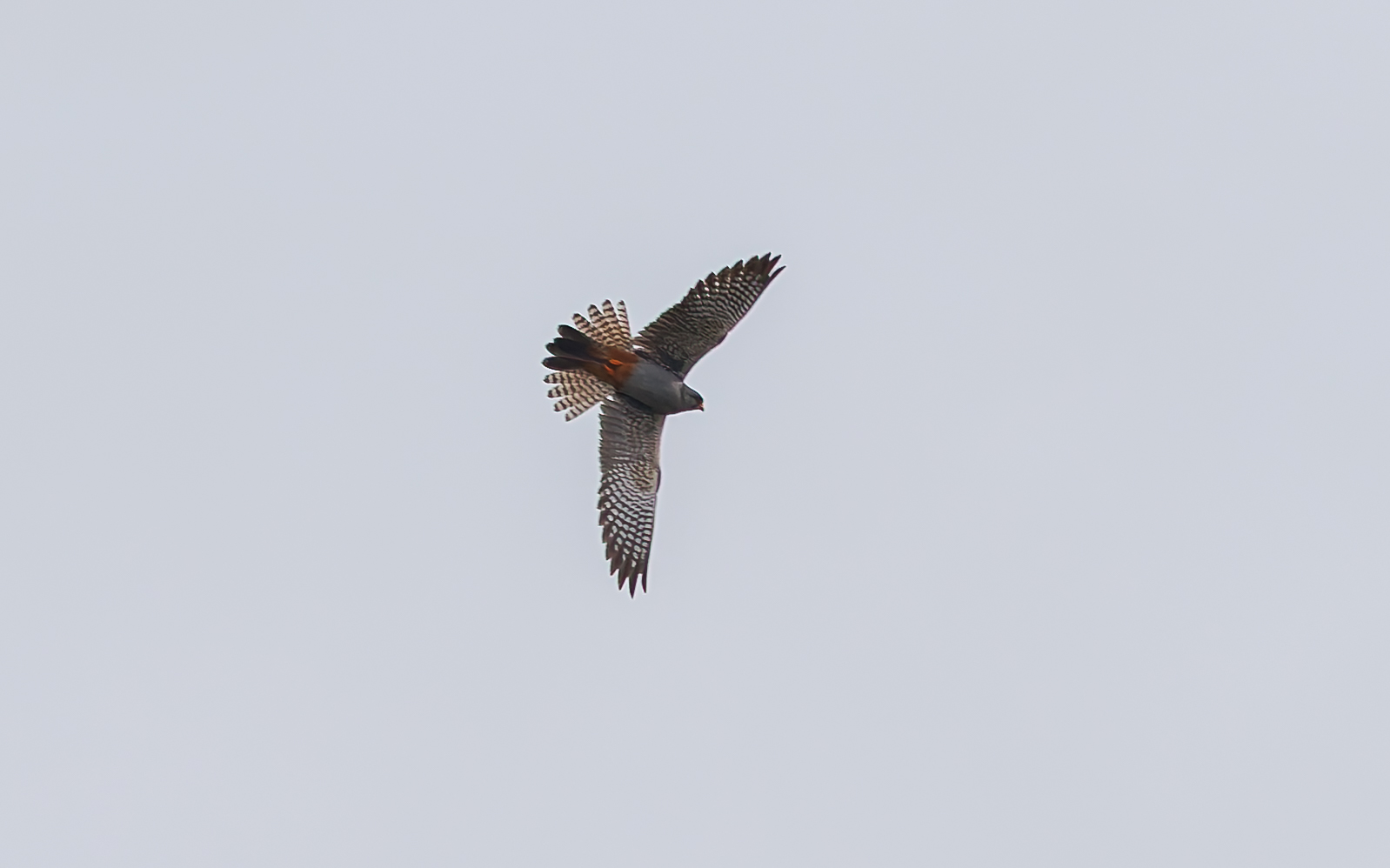 Red-footed Falcon