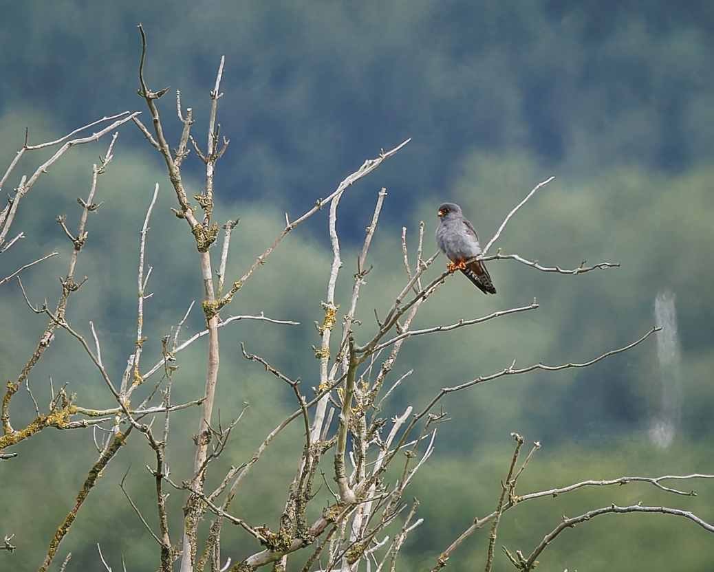 Red-footed Falcon