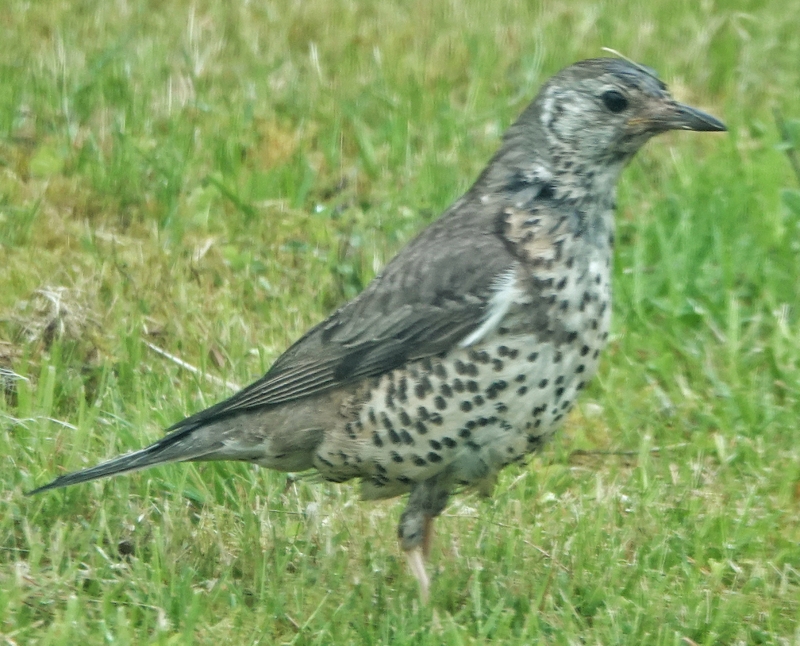 Mistle Thrush