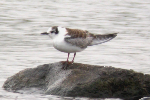 White-winged Black Tern