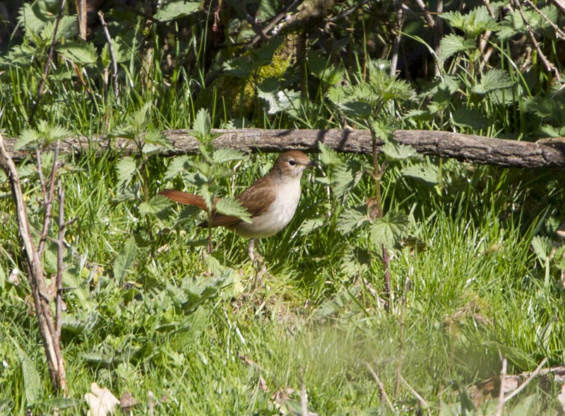 Nightingale