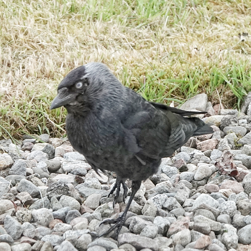 Jackdaw