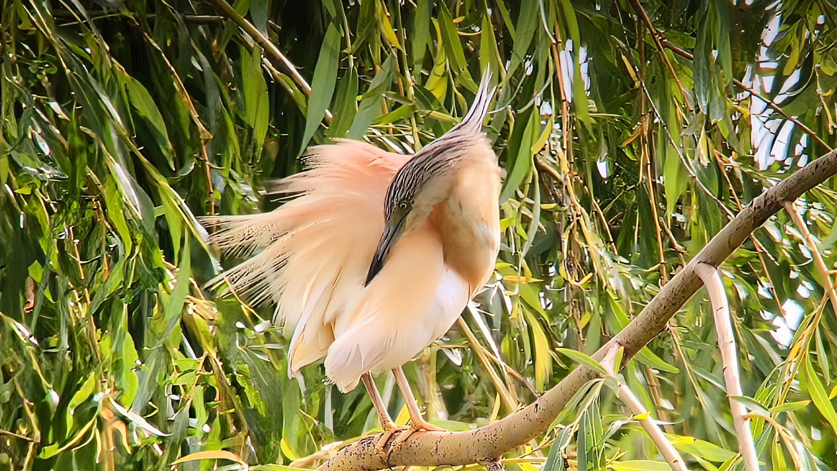 Squacco Heron