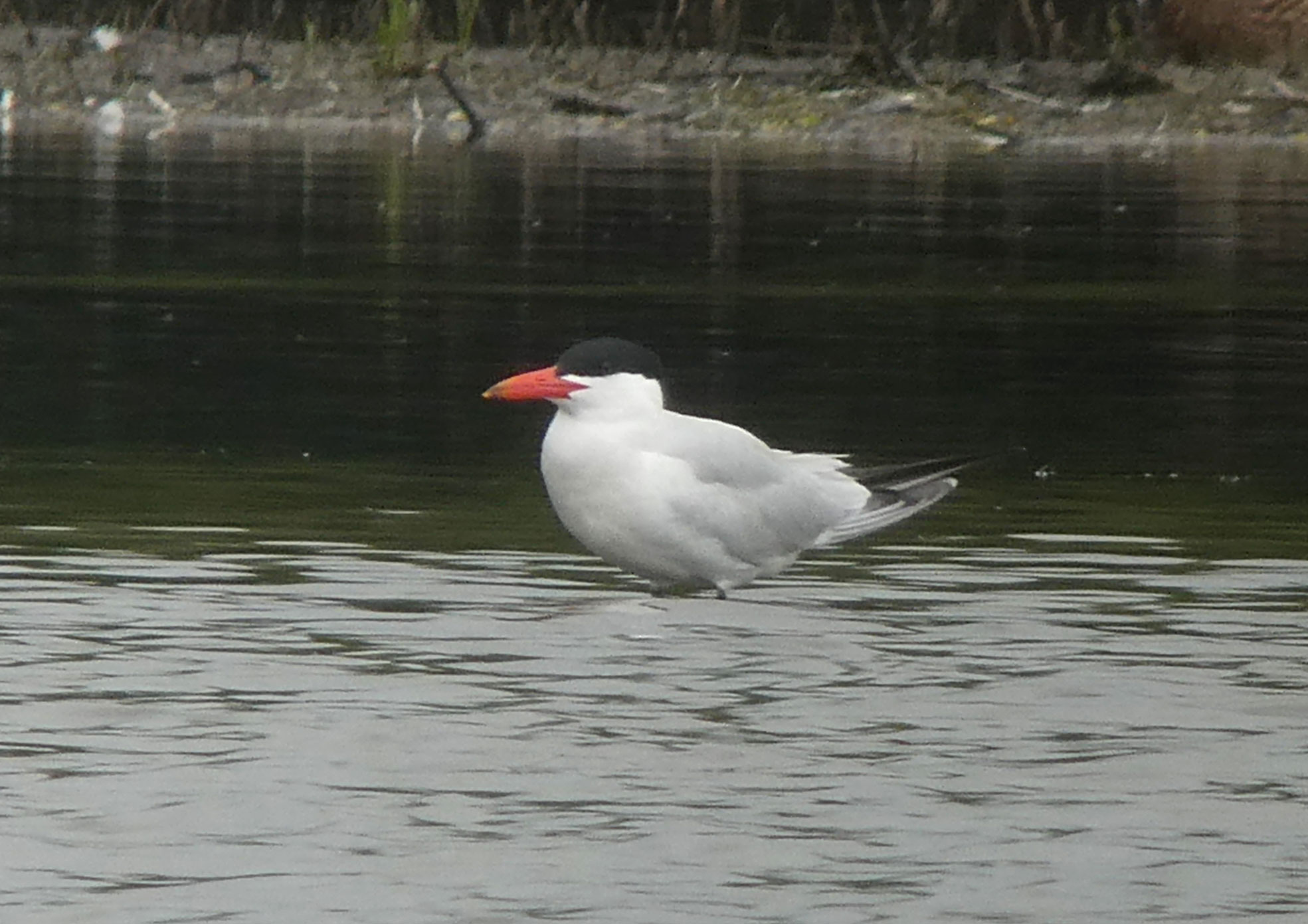Caspian Tern 