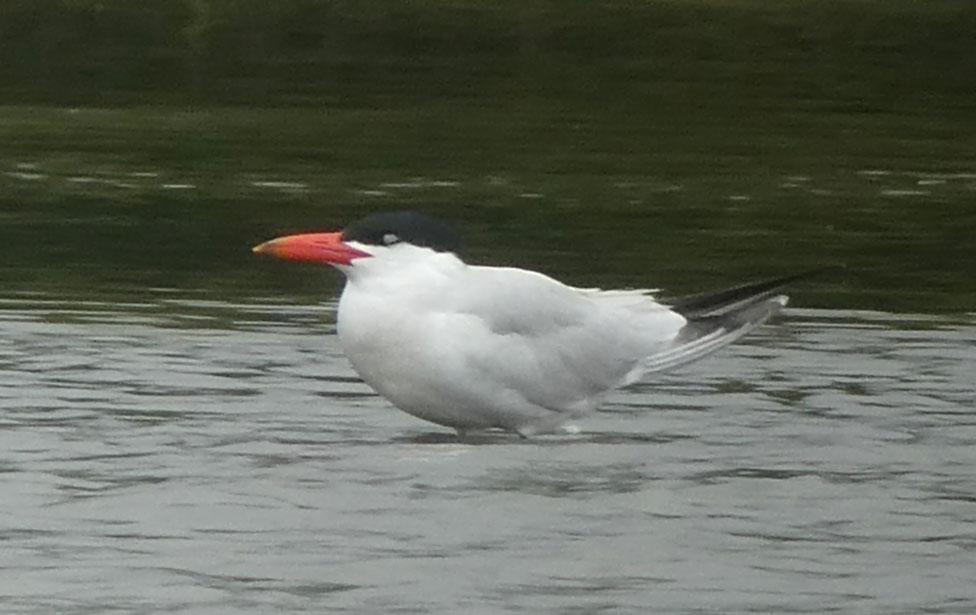 Caspian Tern