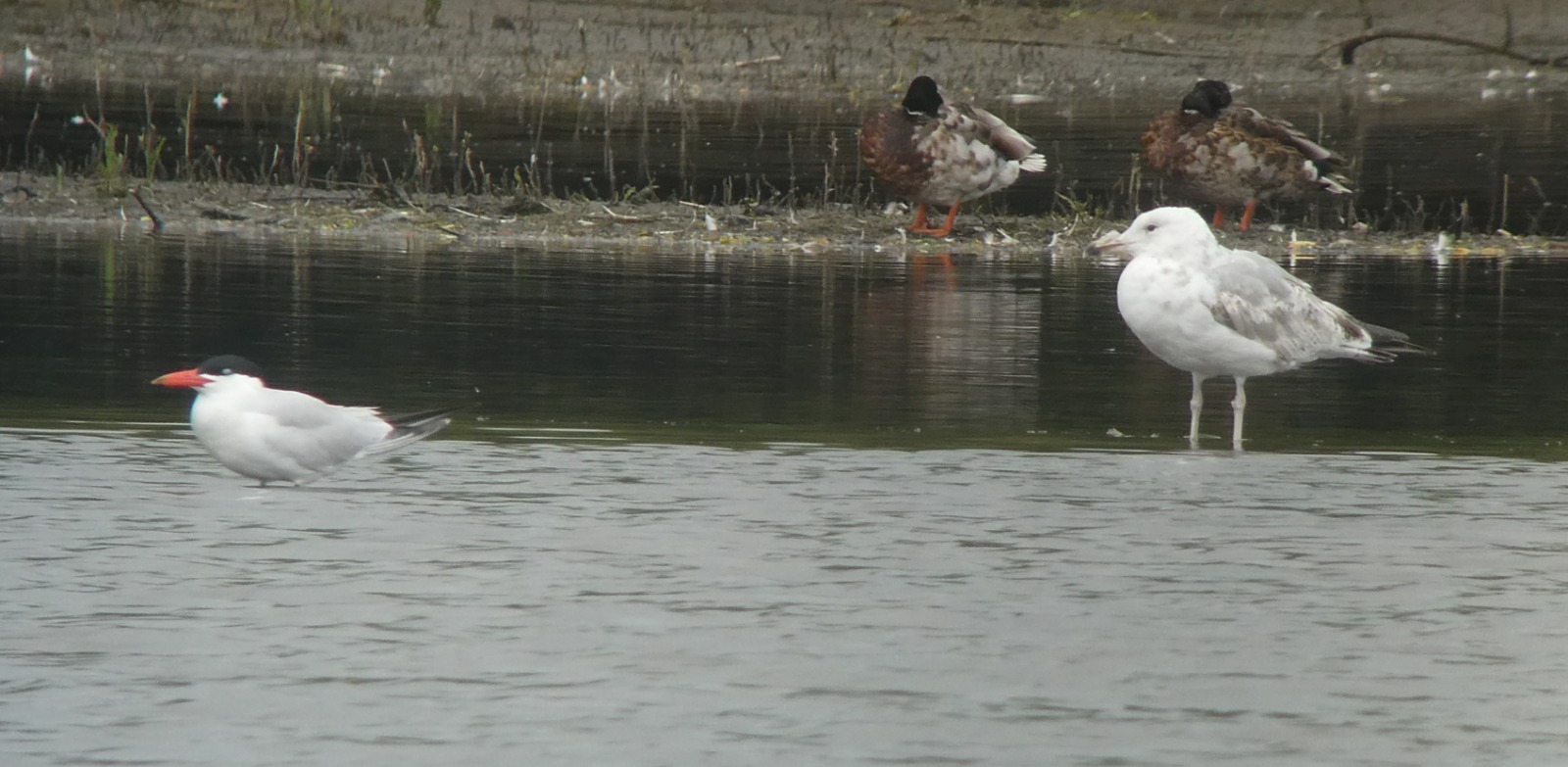 Caspian Tern