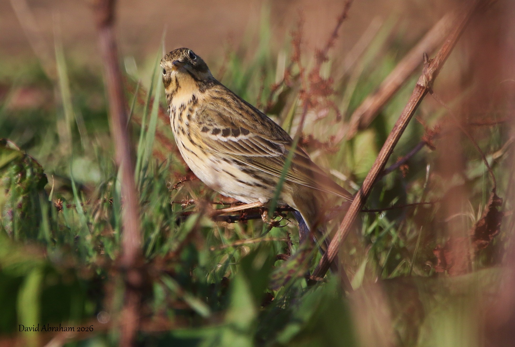 Meadow Pipit 