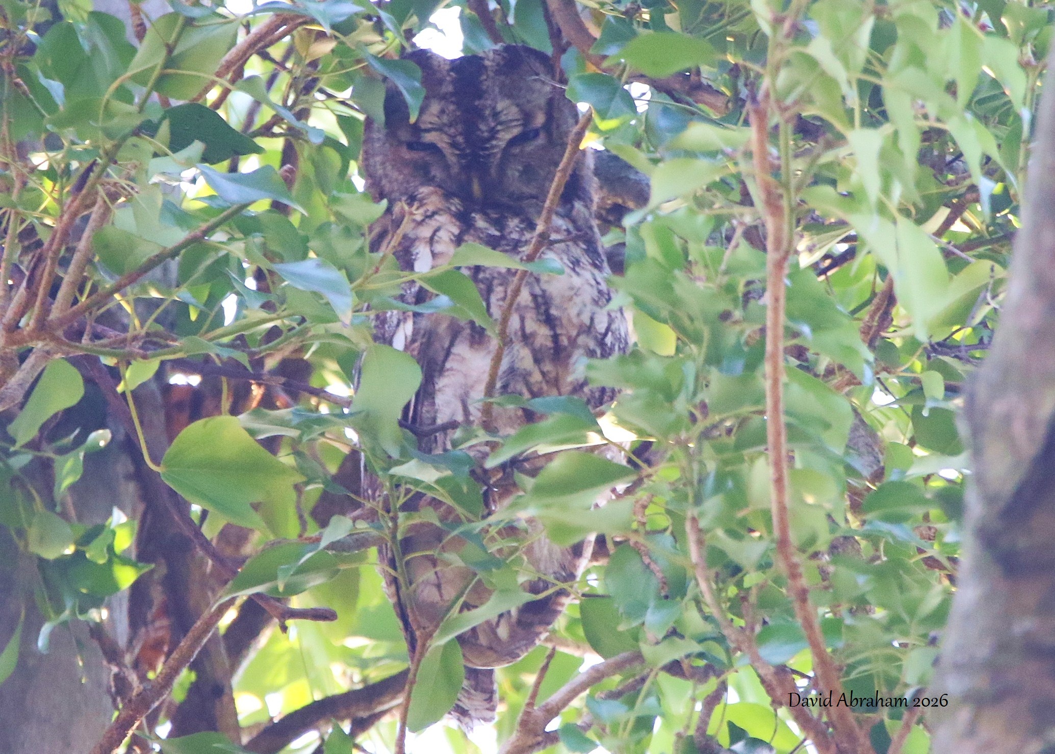 Tawny Owl 