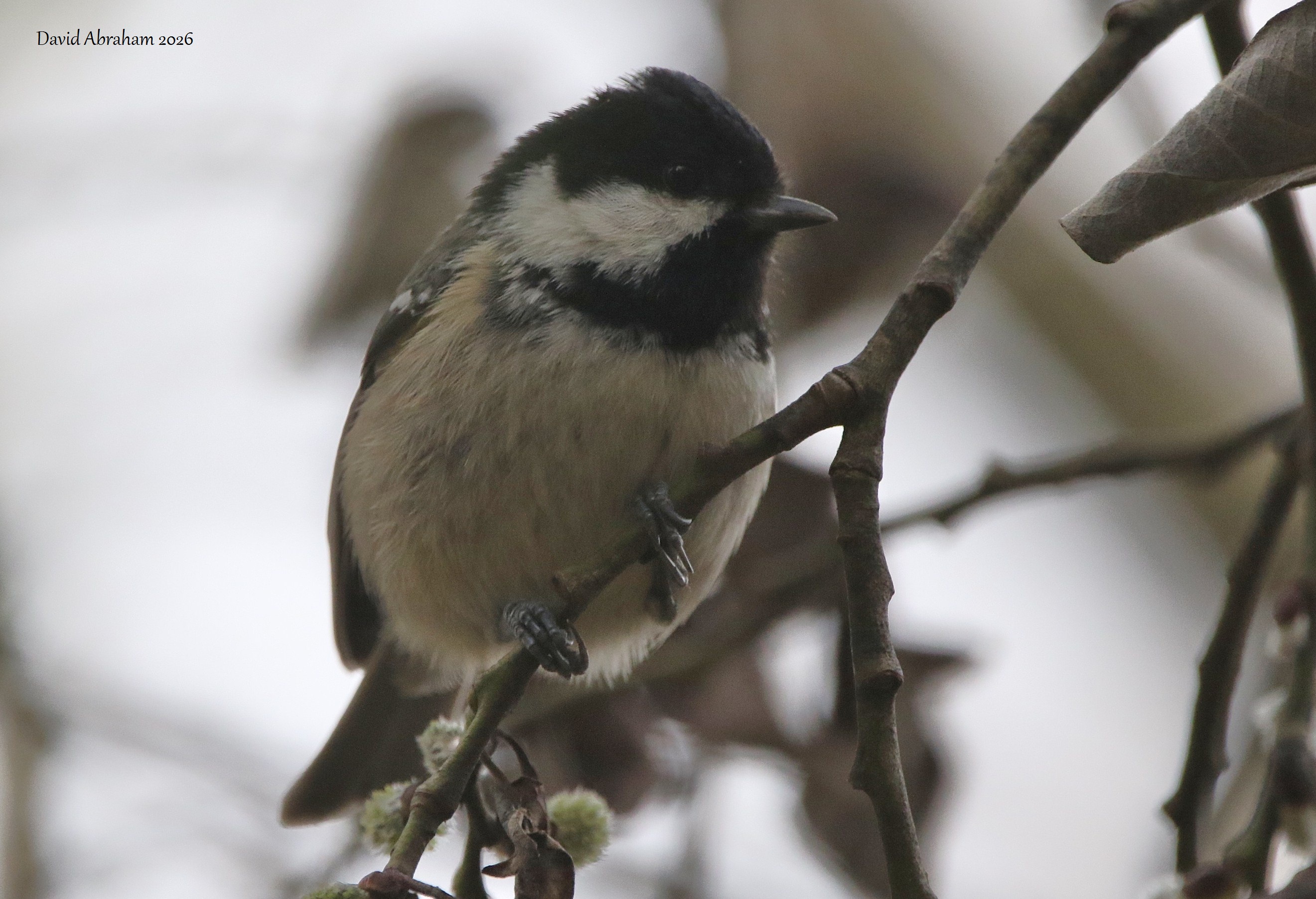Coal Tit 