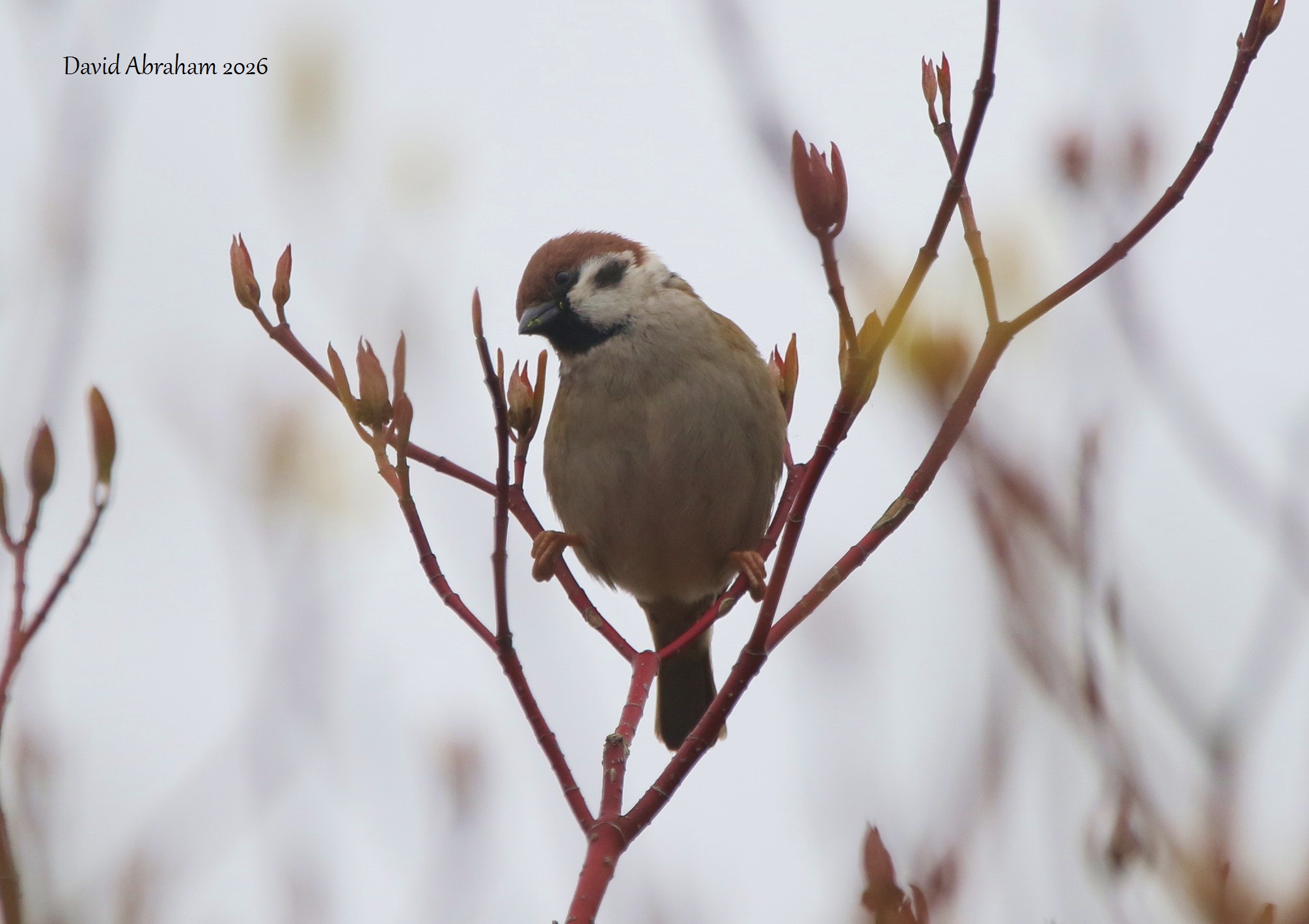 Tree Sparrow 