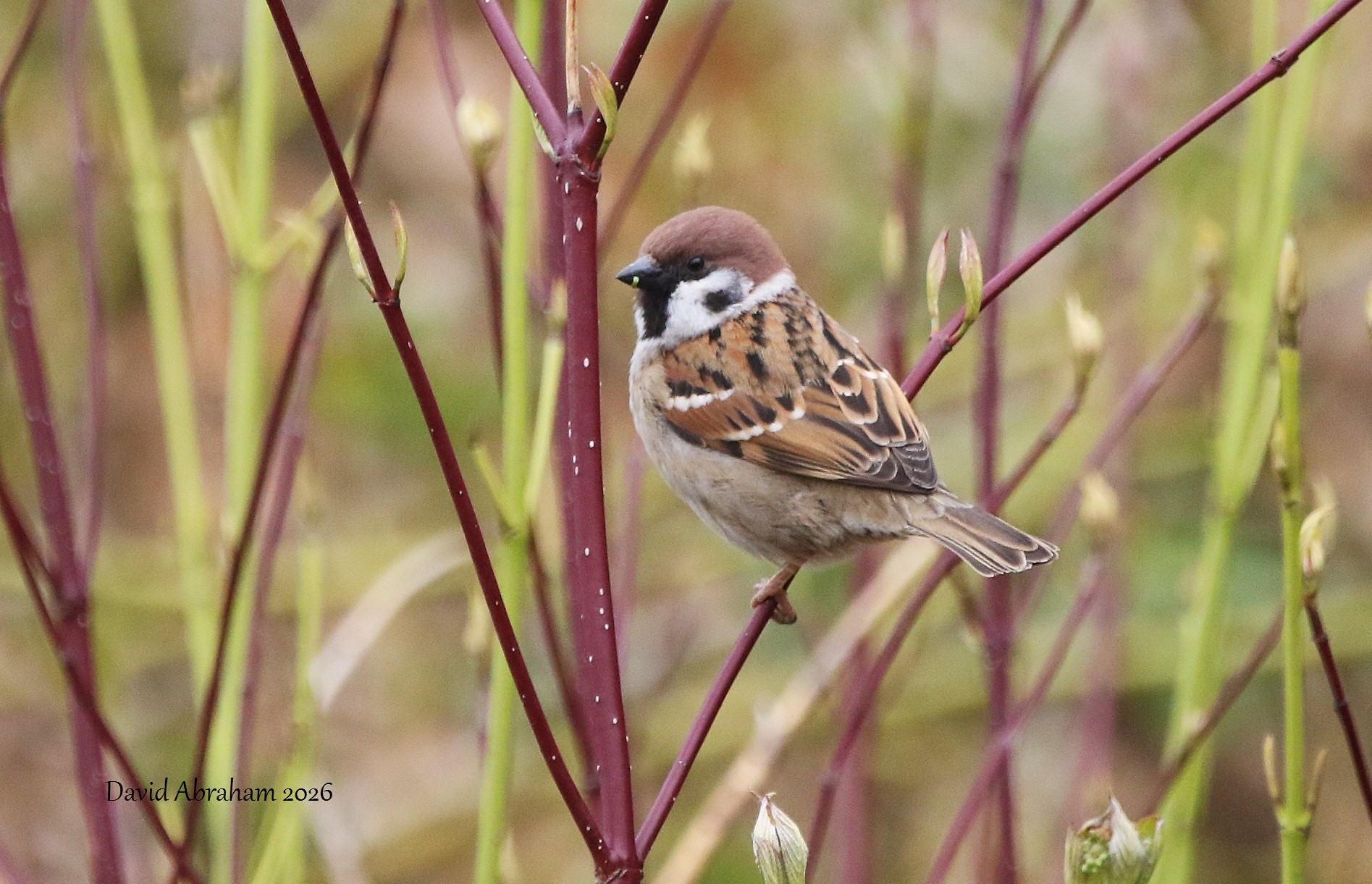 Tree Sparrow 