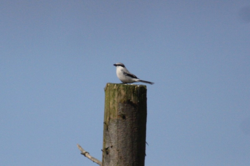 Great Grey Shrike