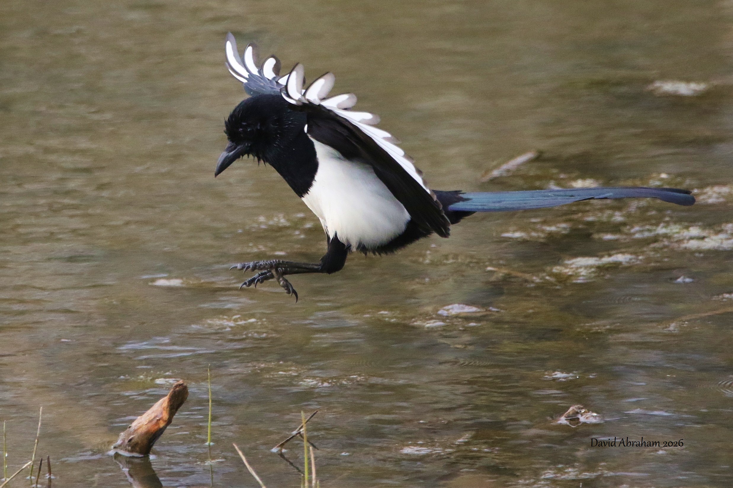 Magpie 