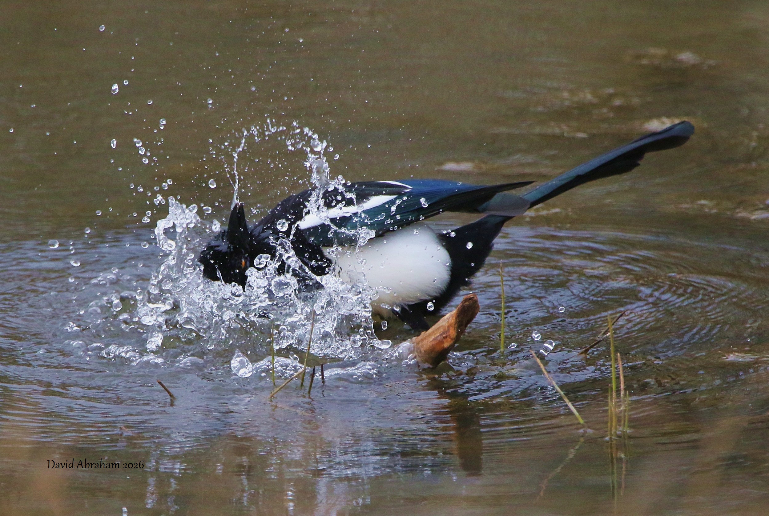Magpie 