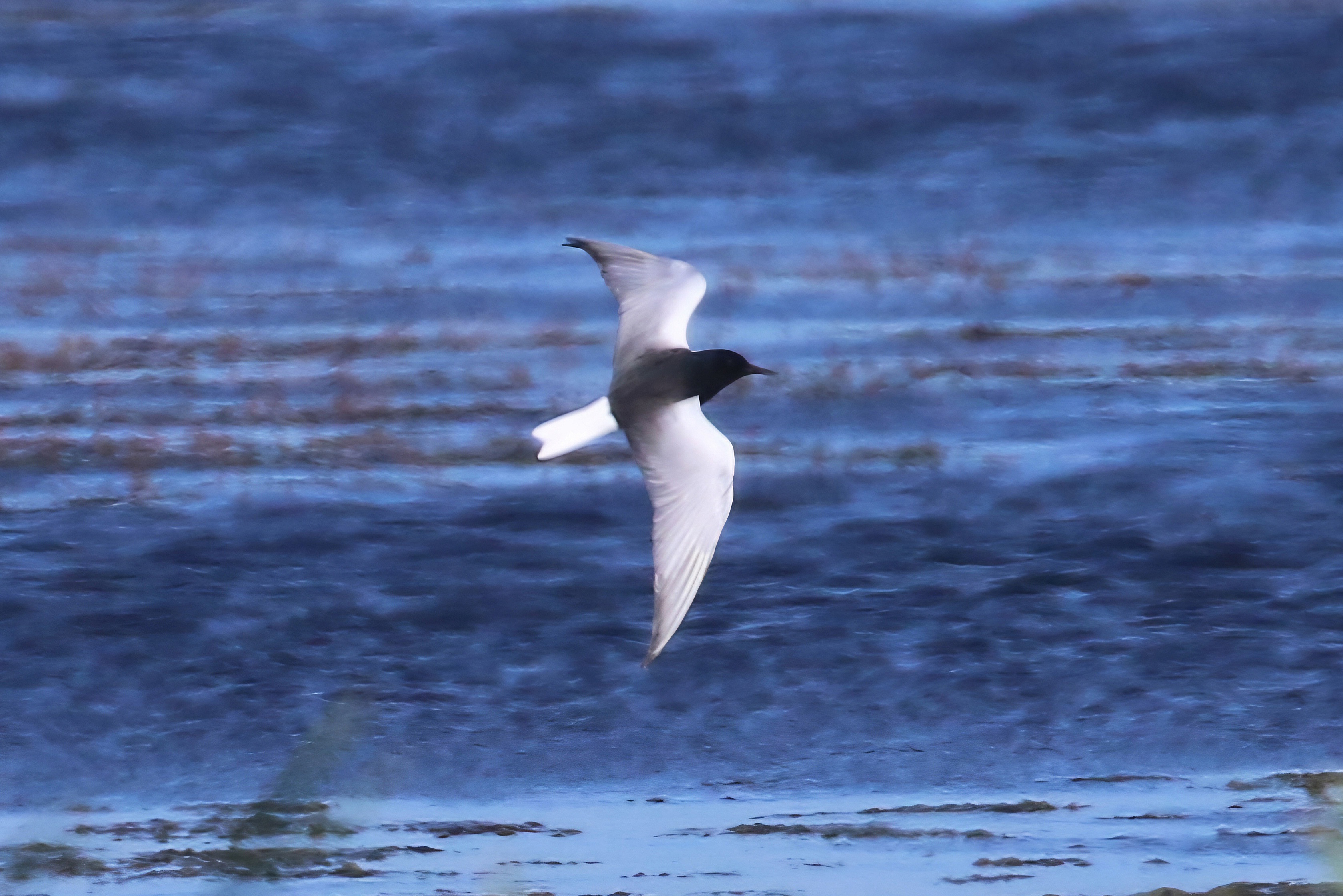 White-winged Black Tern