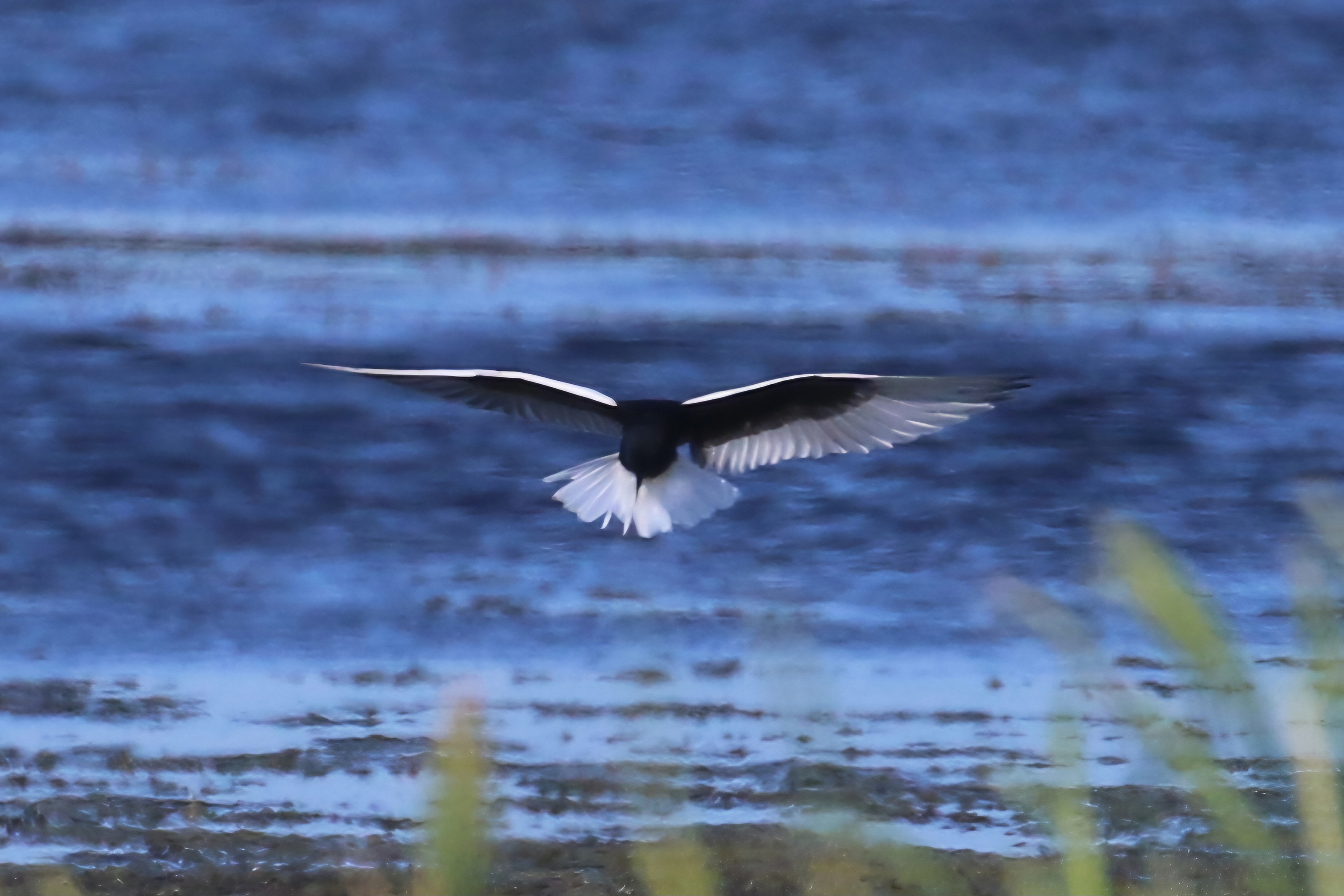 White-winged Black Tern