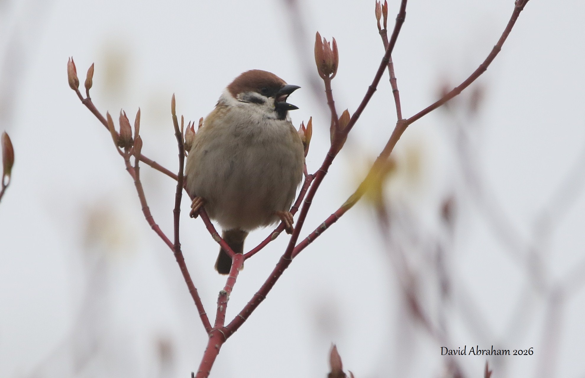 Tree Sparrow 