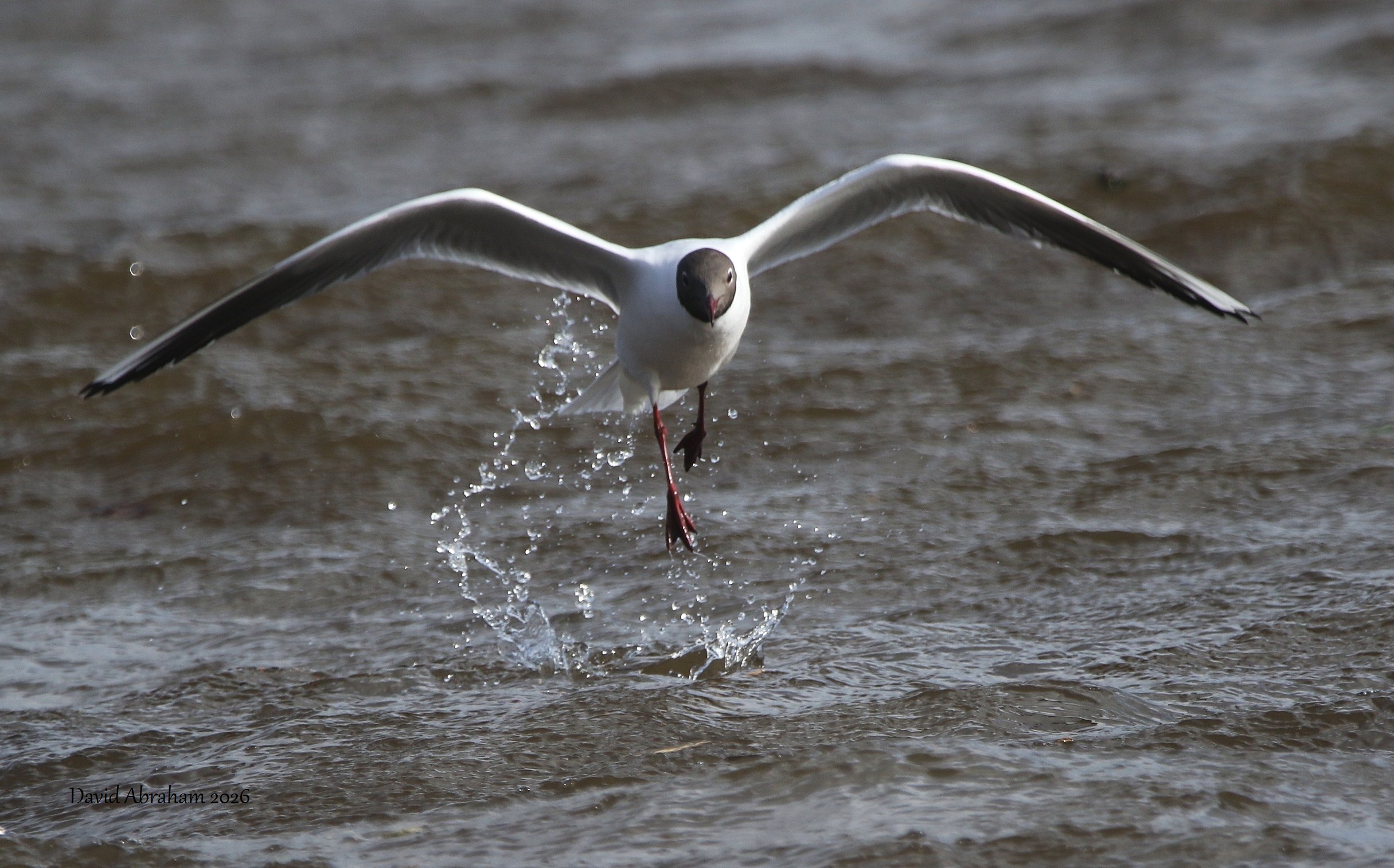  Black-headed Gull 