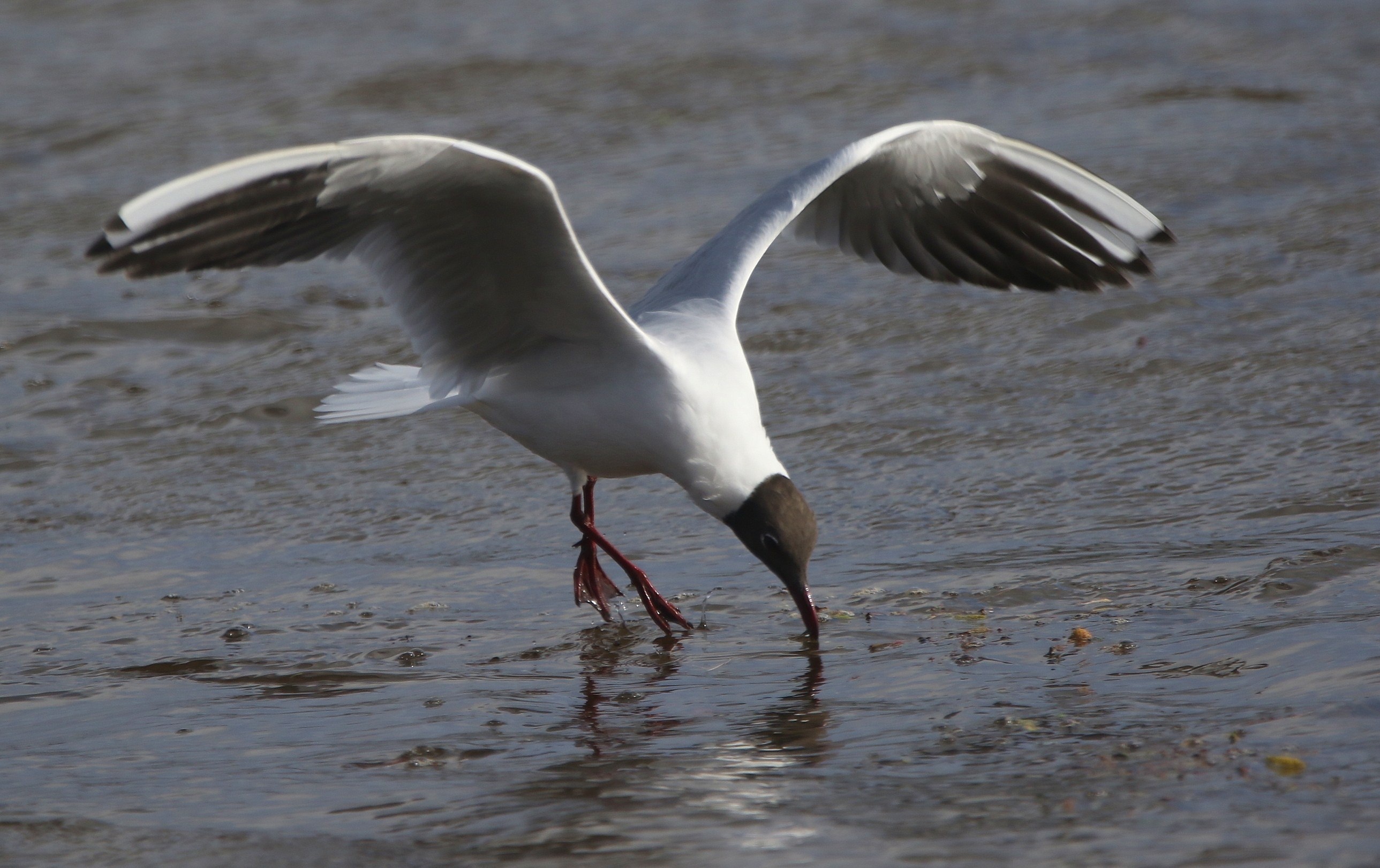 Black-headed Gull 