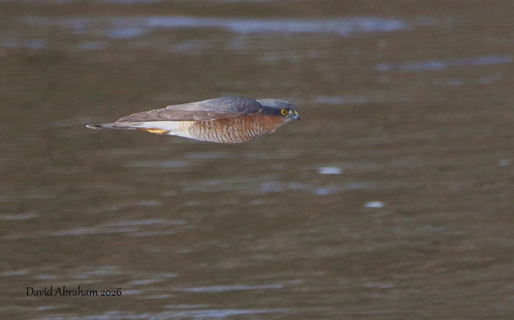 Sparrowhawk 