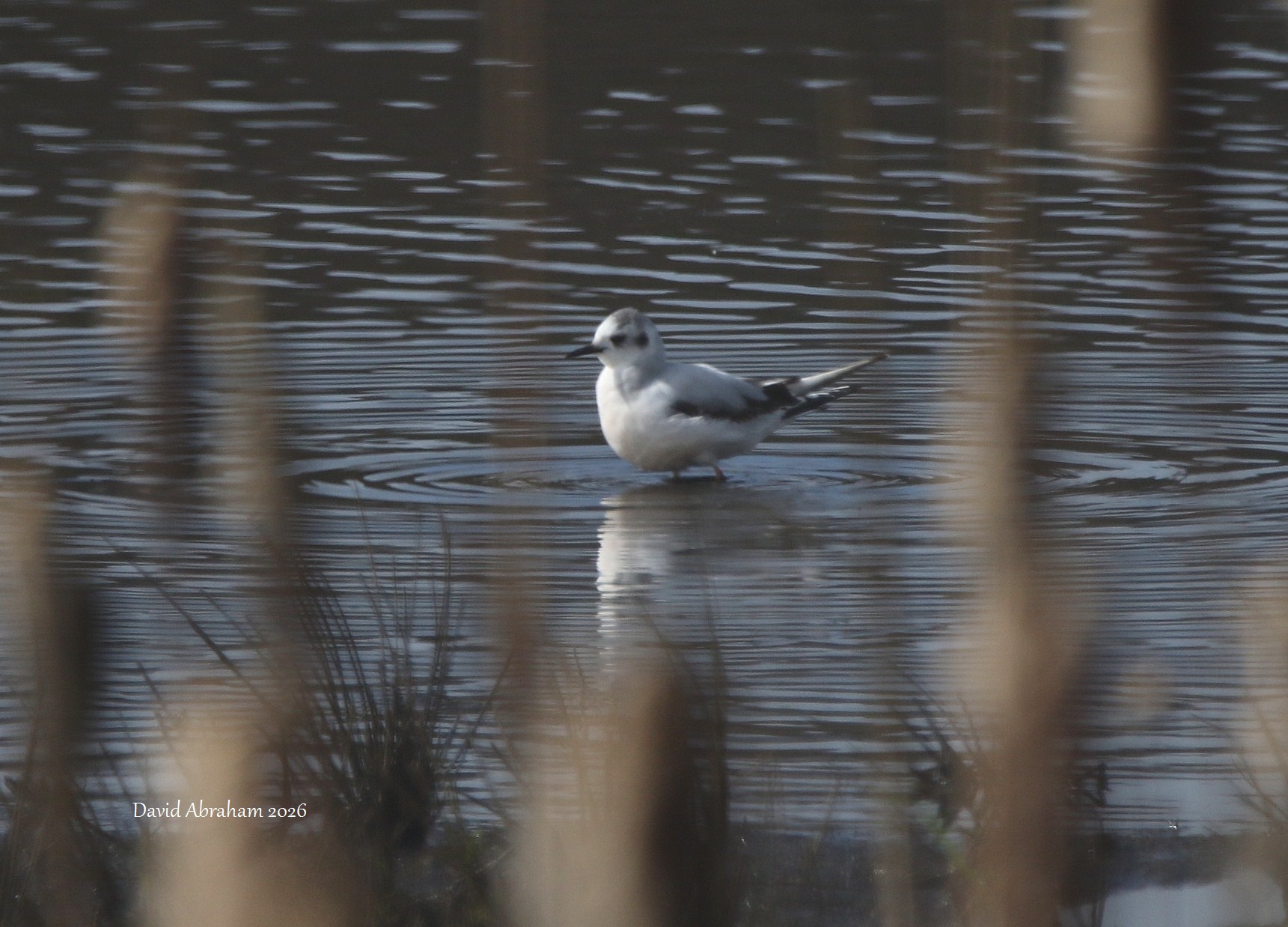 Little Gull