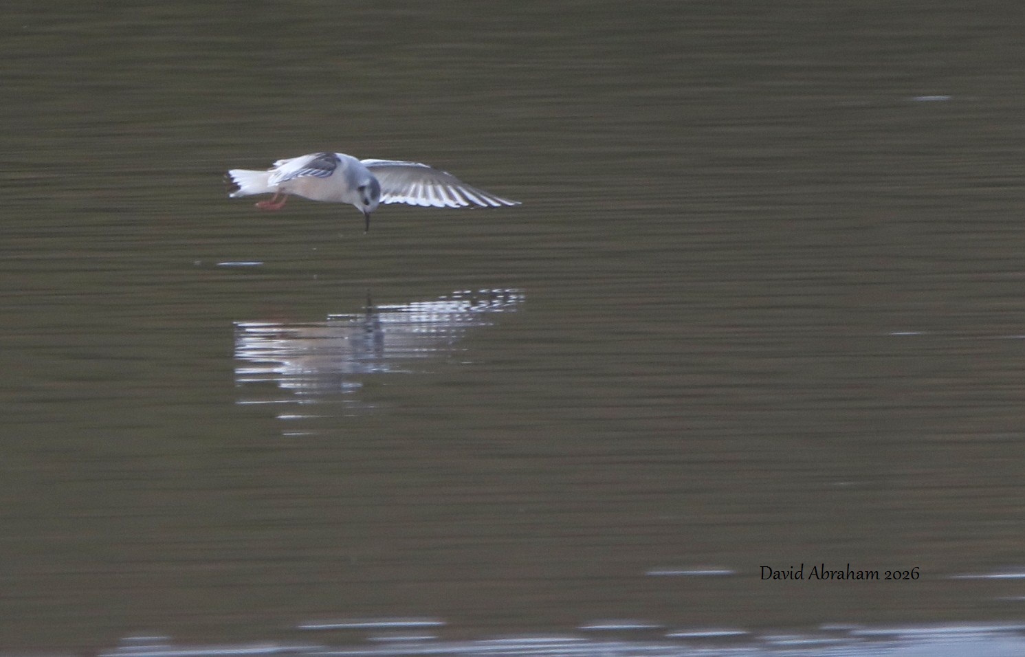 Little Gull