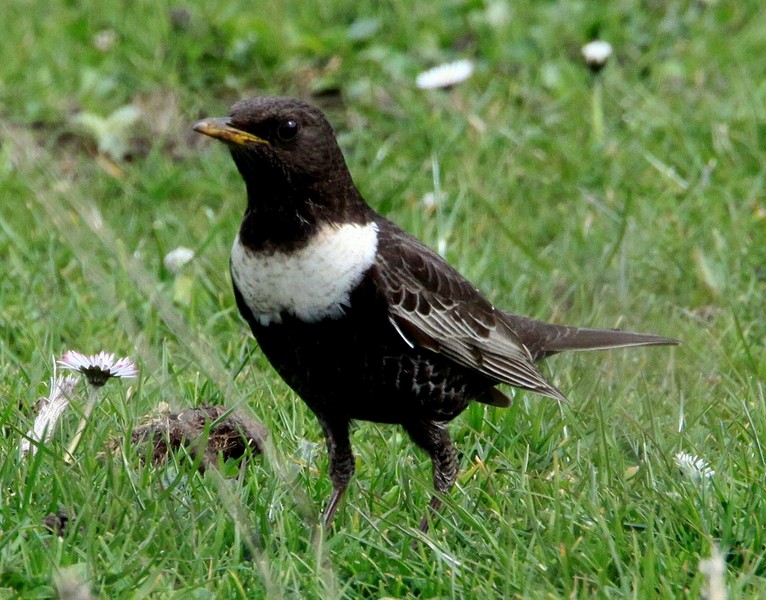 Ring Ouzel