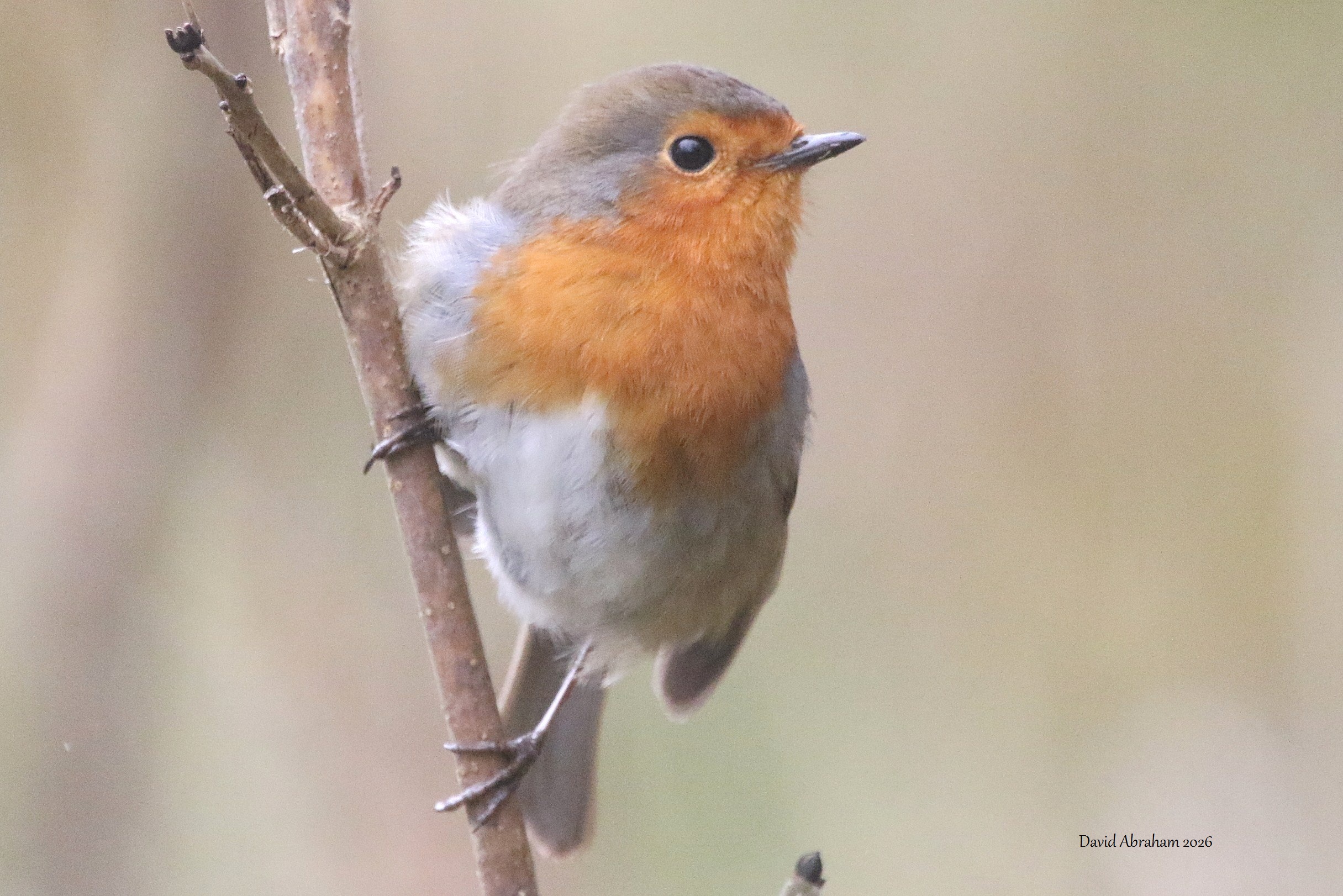 Robin 
