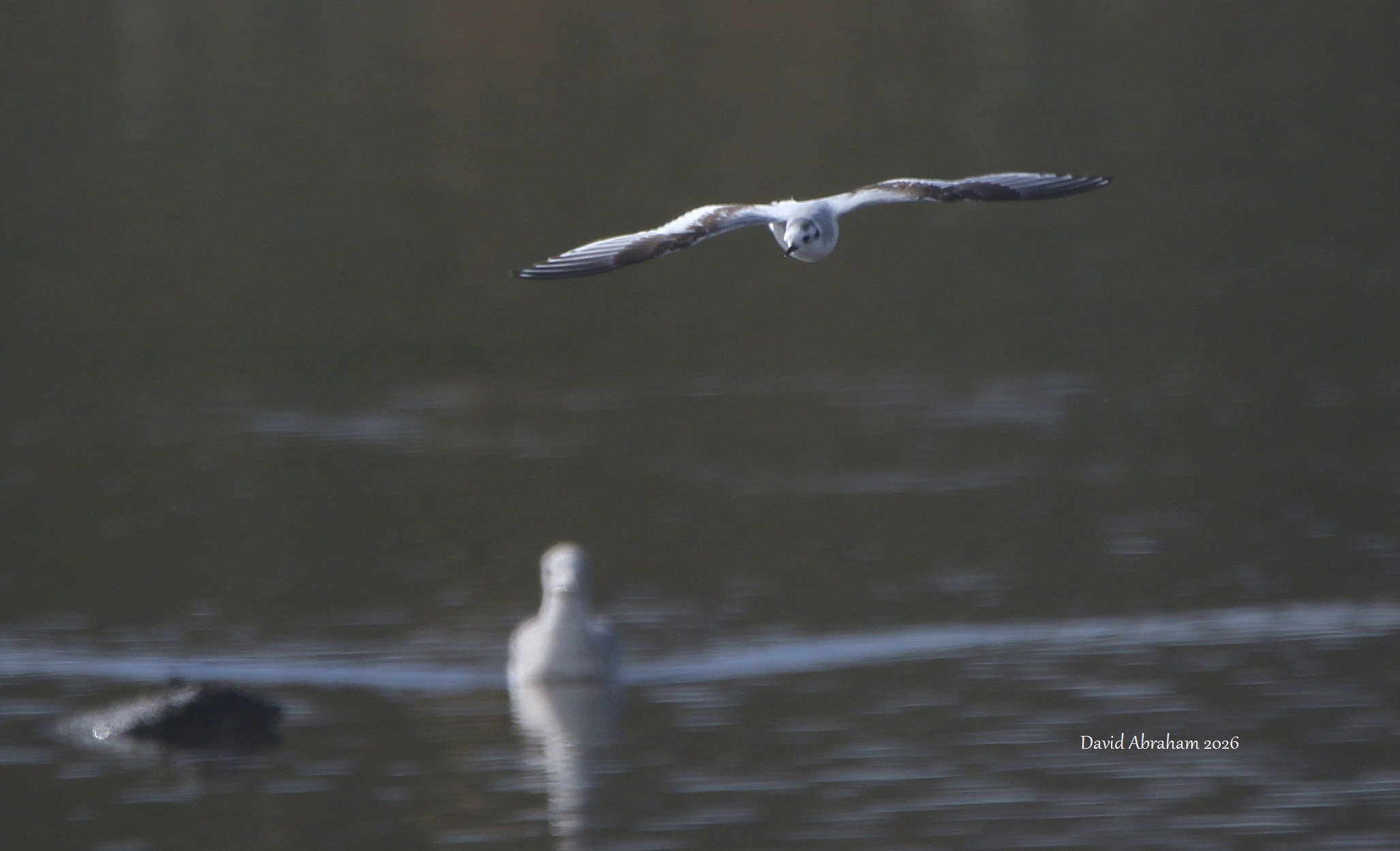 Little Gull
