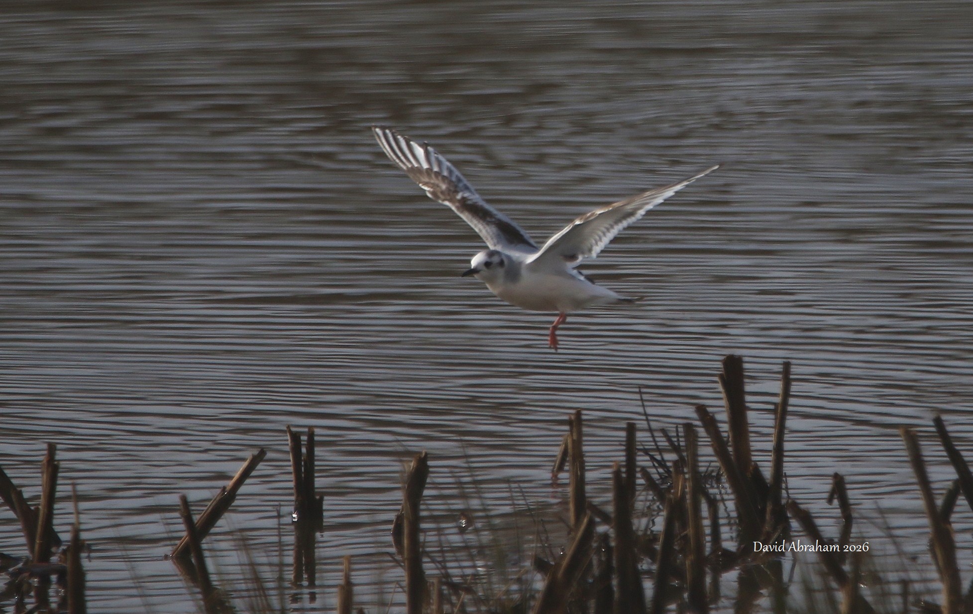 Little Gull 
