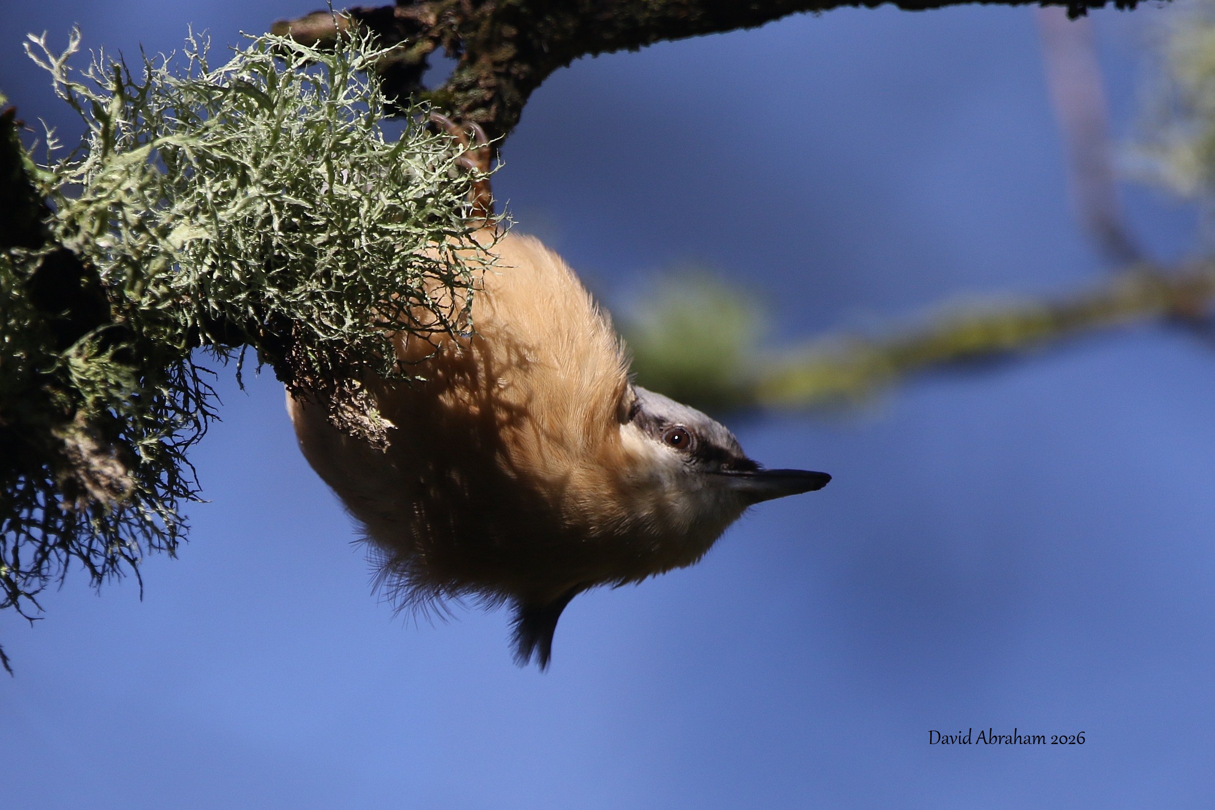 Nuthatch 