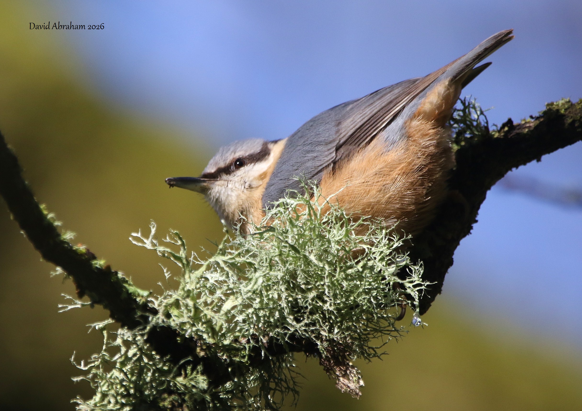 Nuthatch 