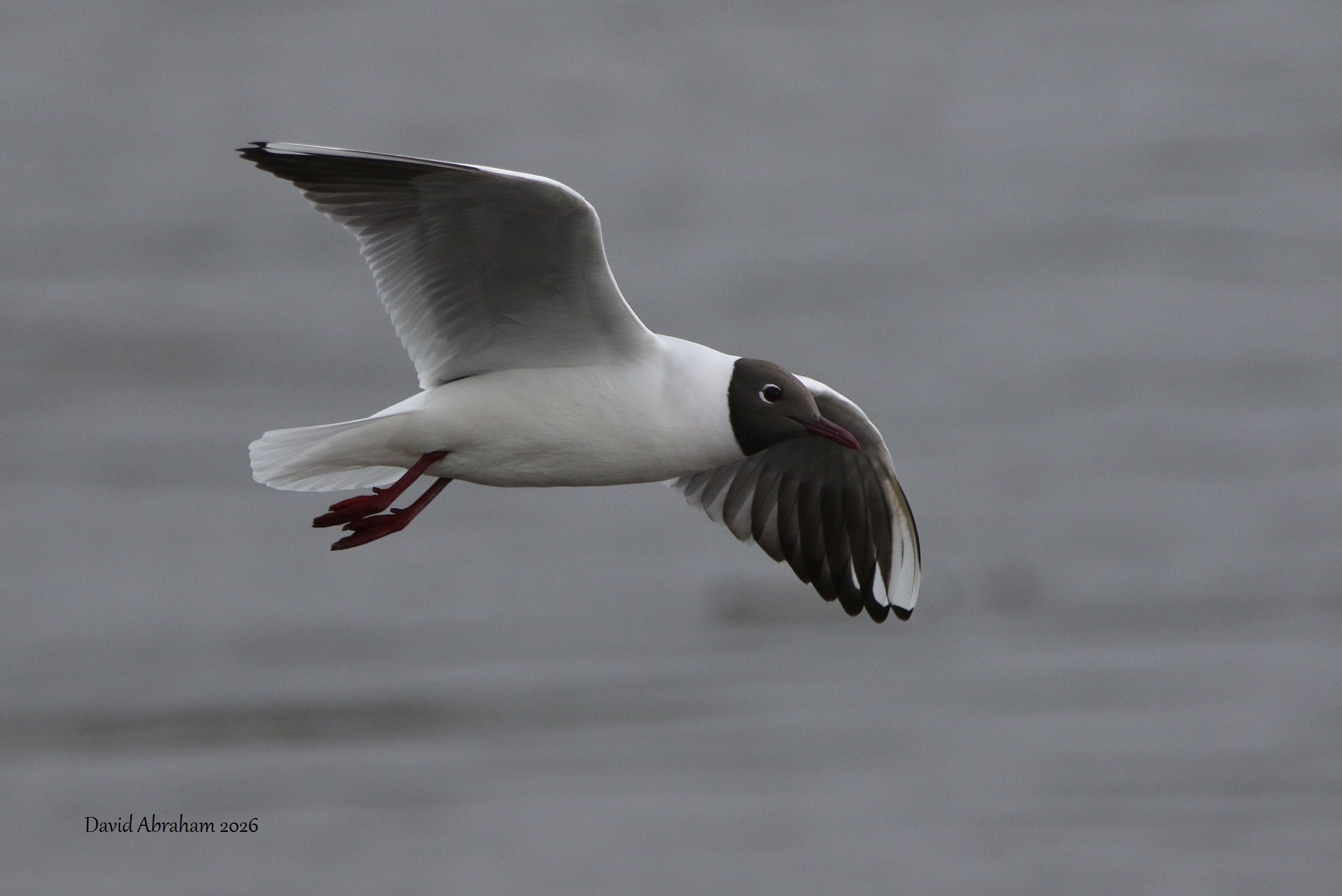  Black-headed Gull 