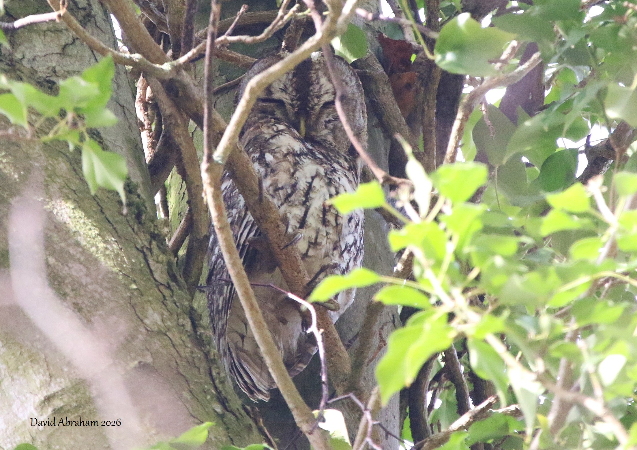 Tawny Owl 