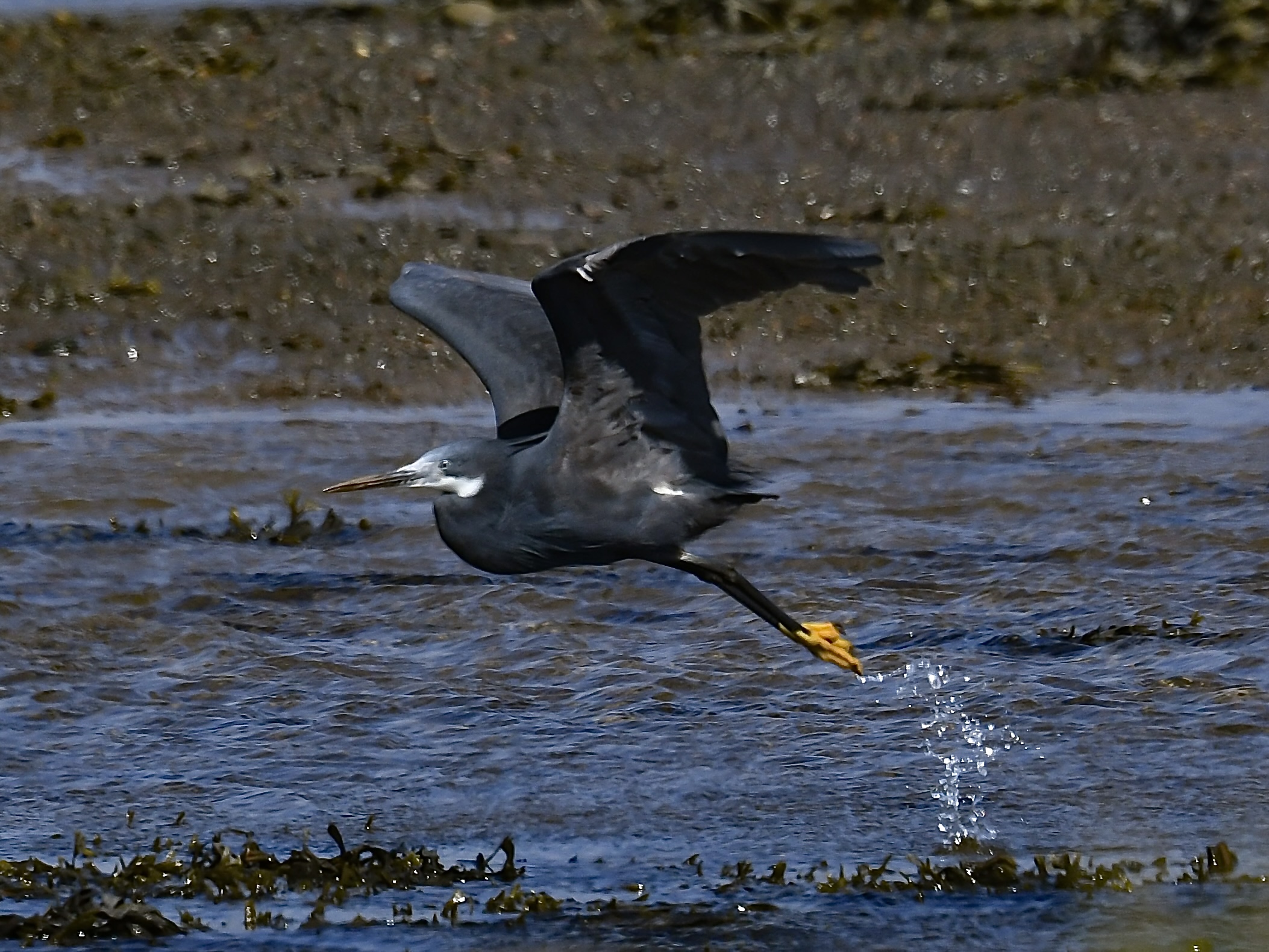 Western Reef Heron