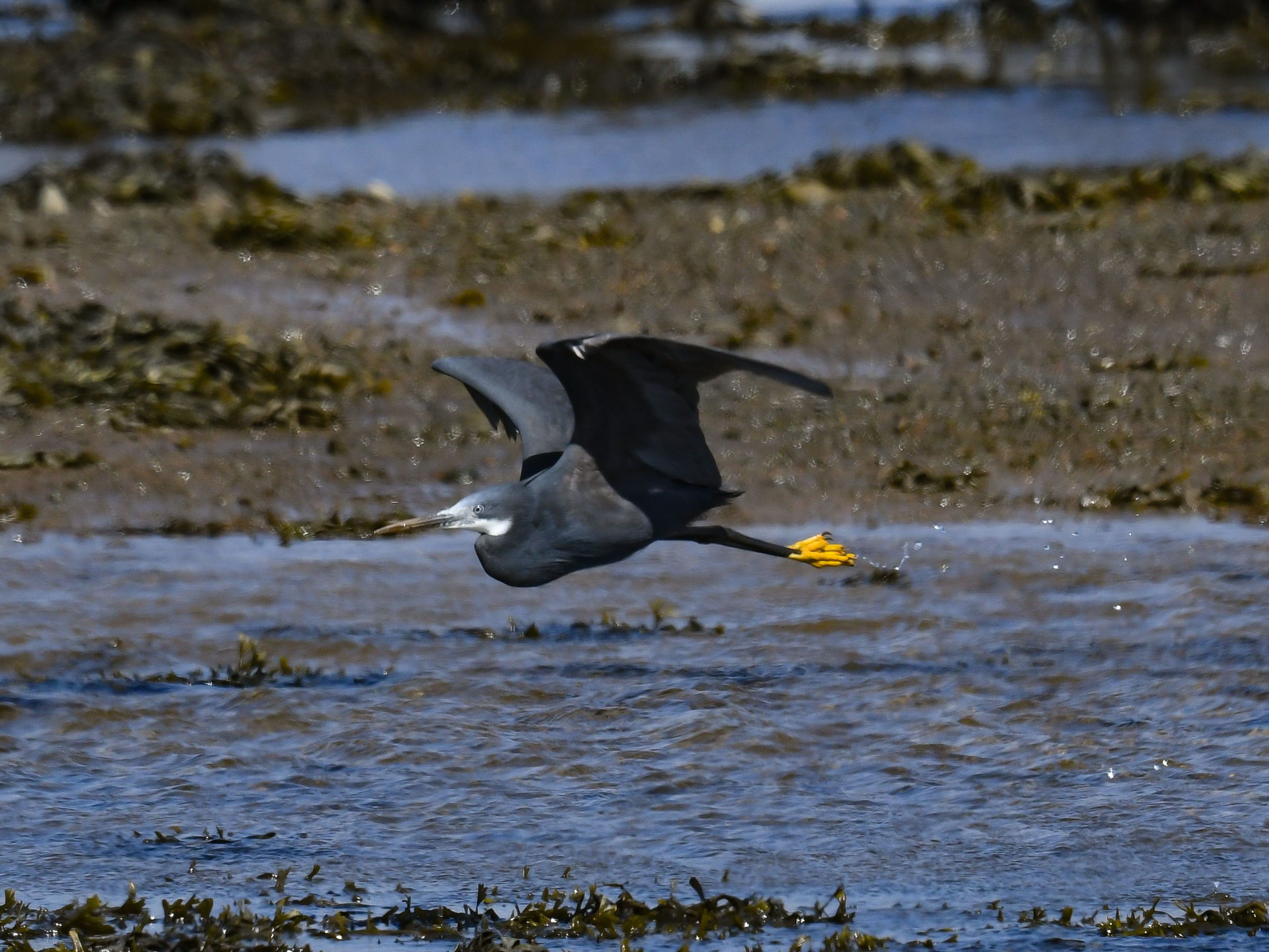 Western Reef Heron