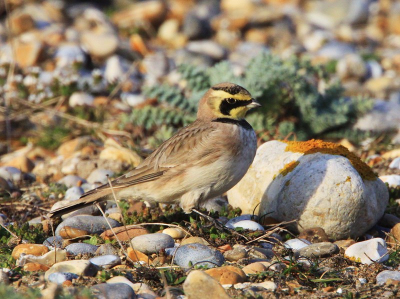 Shorelark