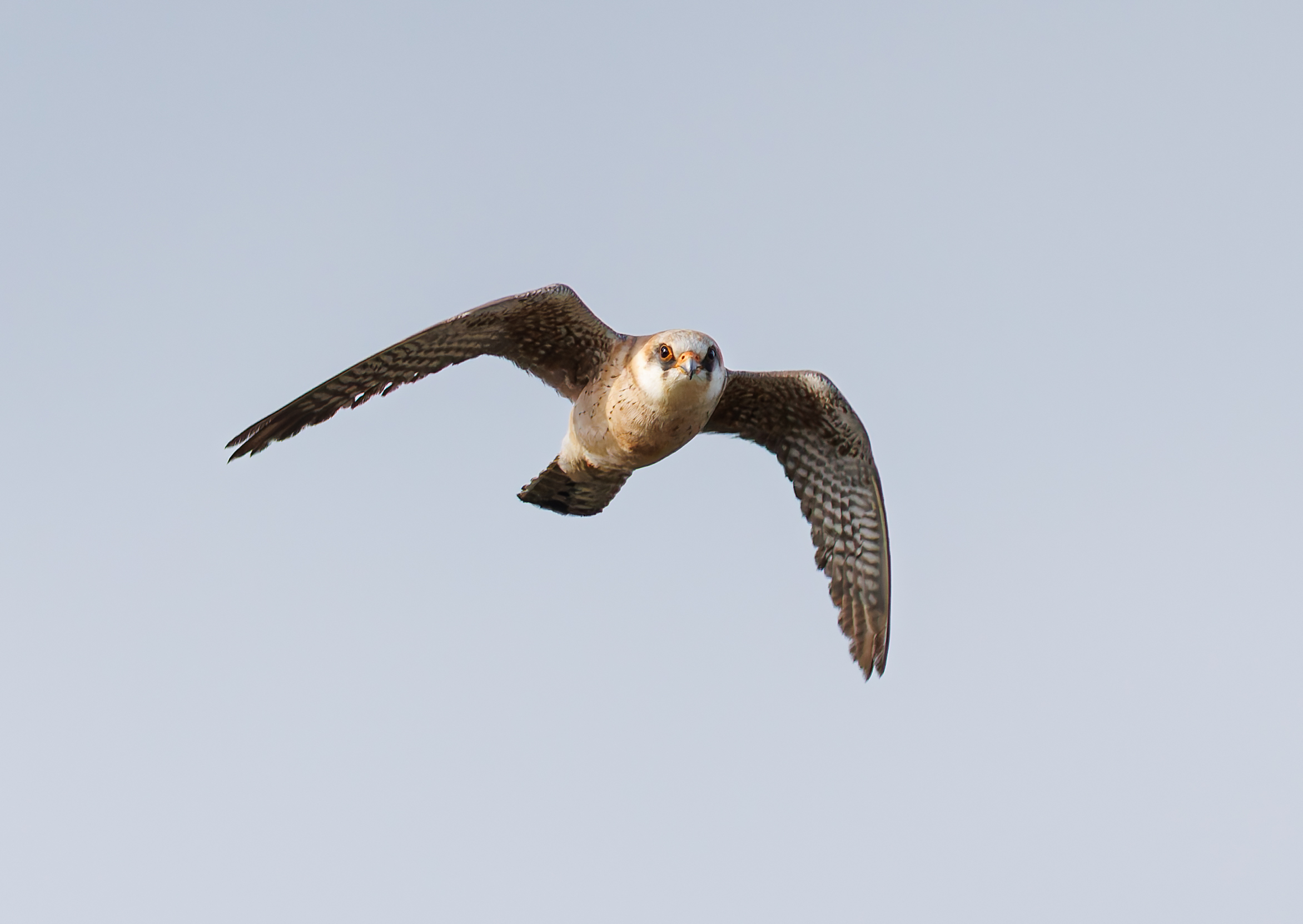 Red-footed Falcon