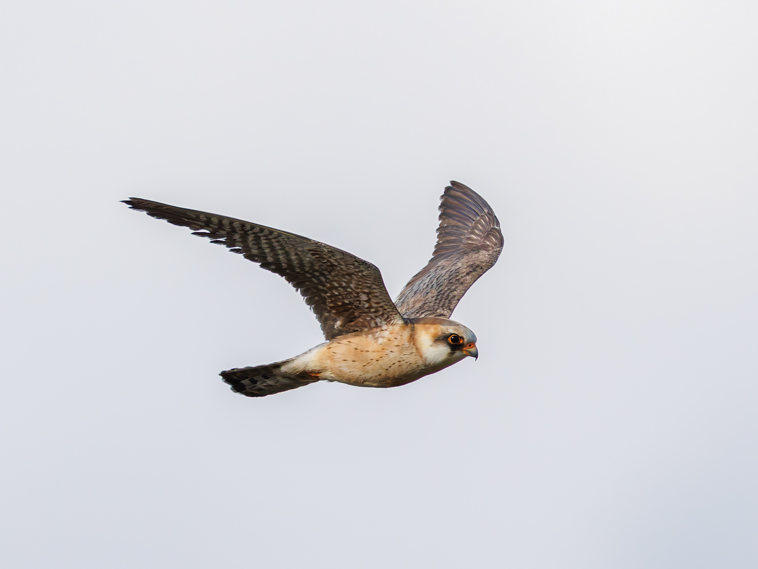 Red-footed Falcon