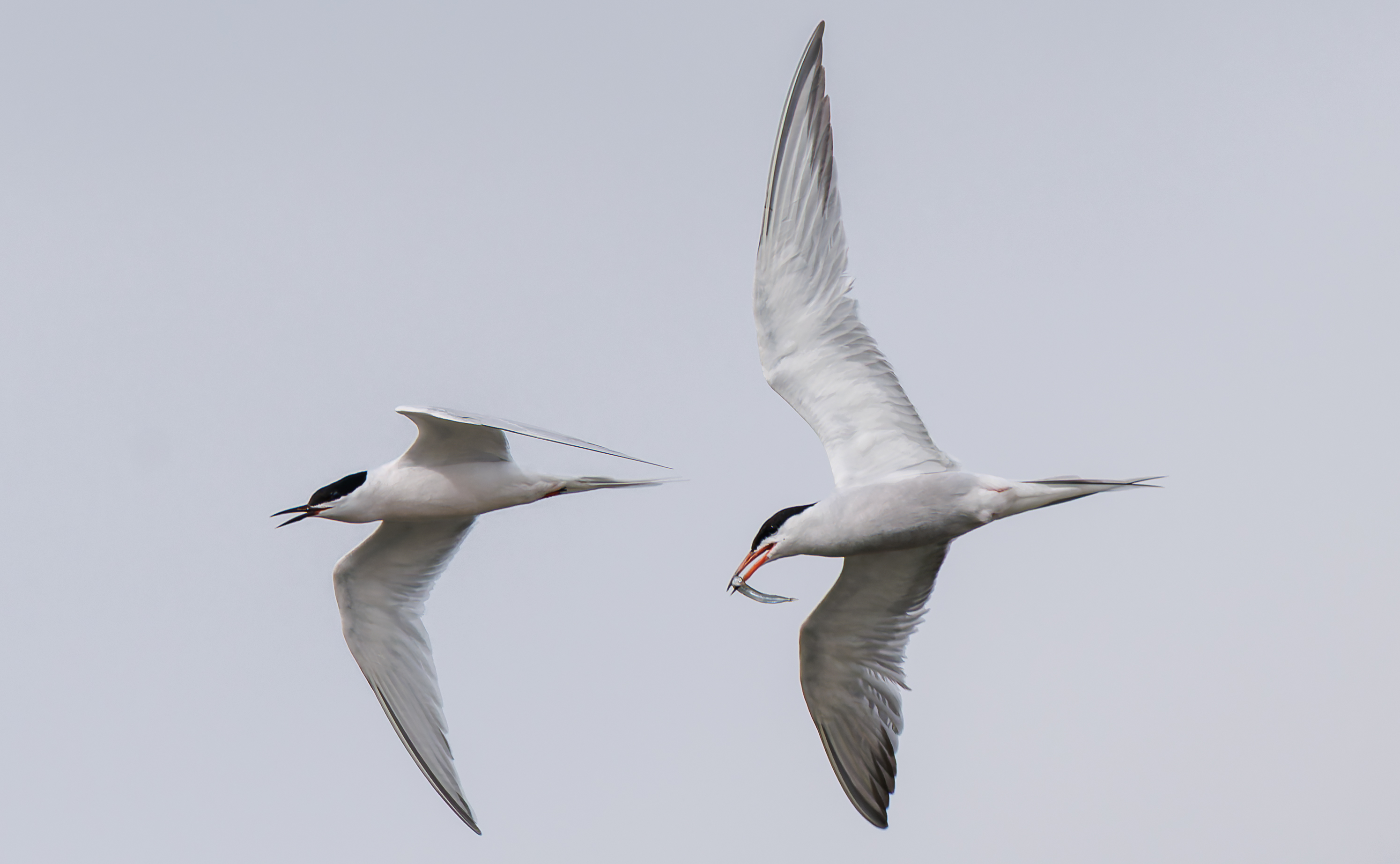 Roseate Tern