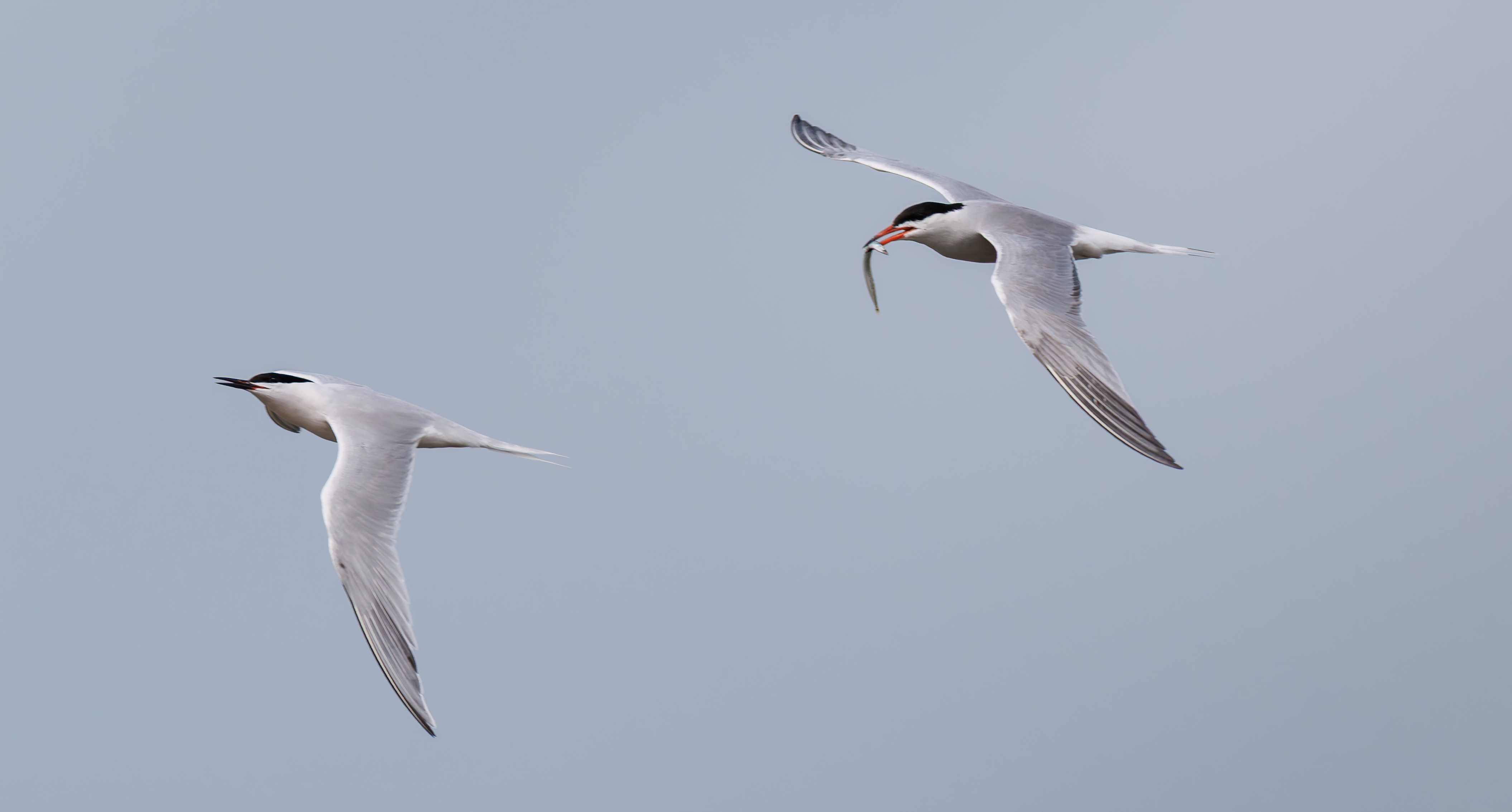 Roseate Tern
