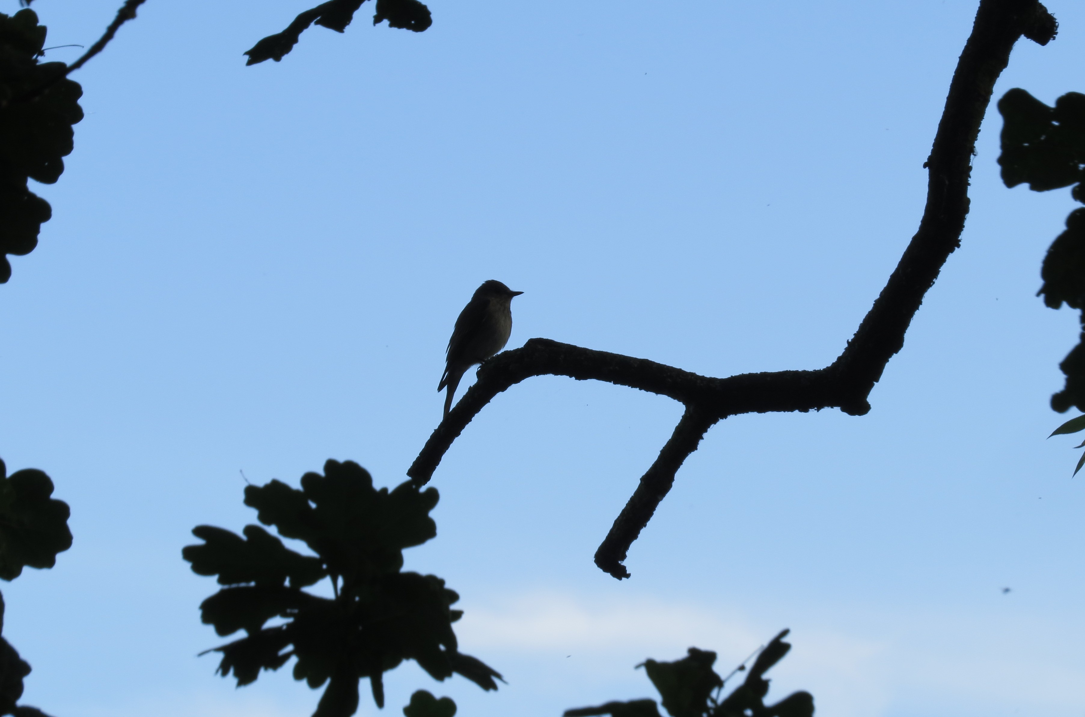 Spotted Flycatcher