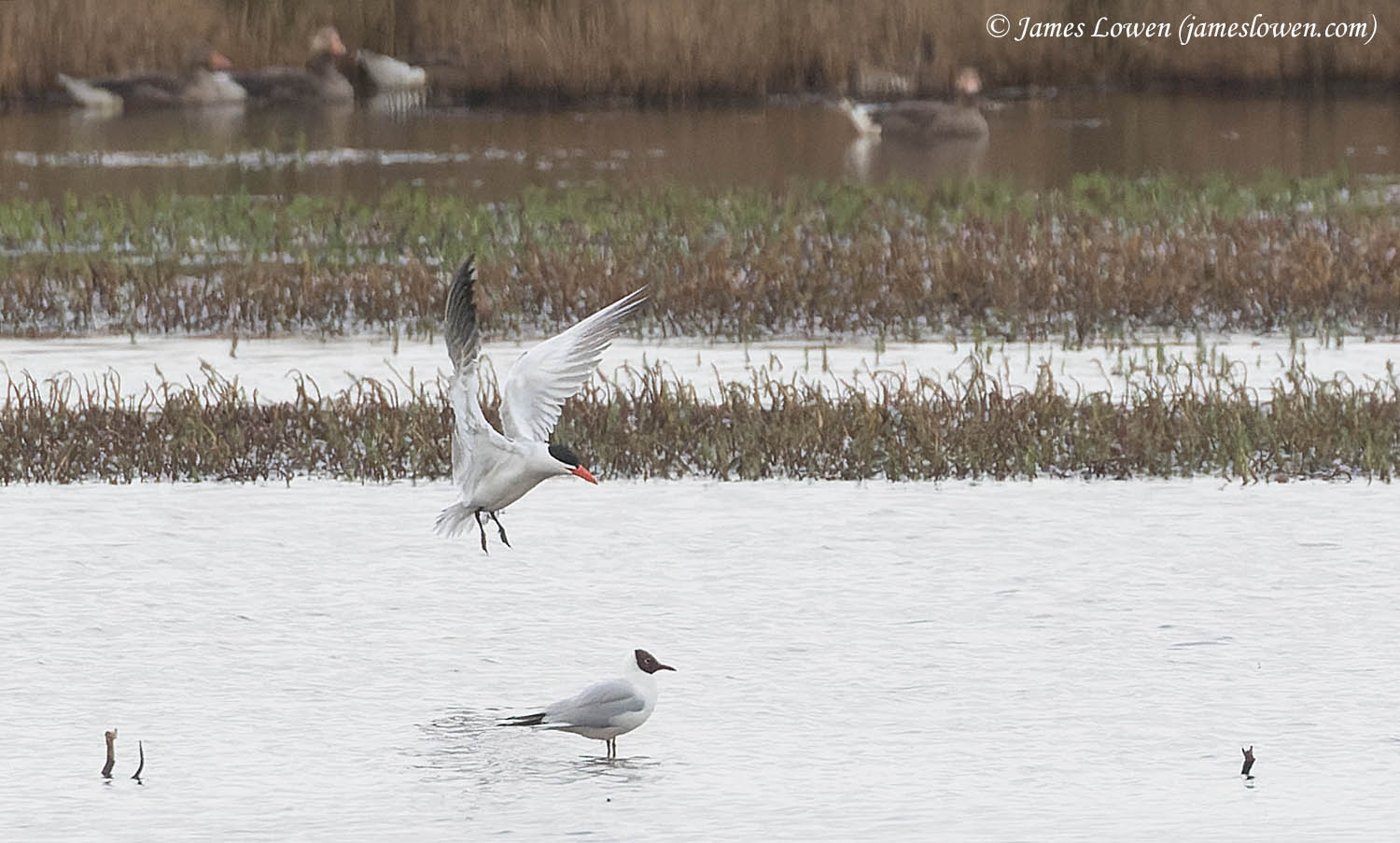 Caspian Tern